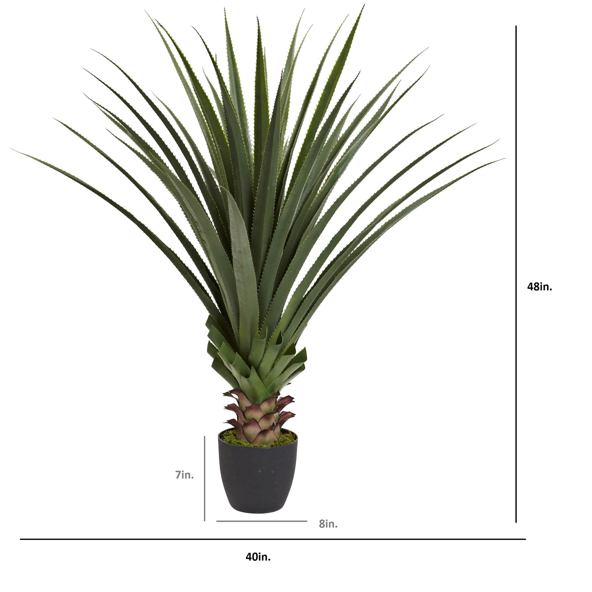 4ft. Potted Spiked Agave Plant