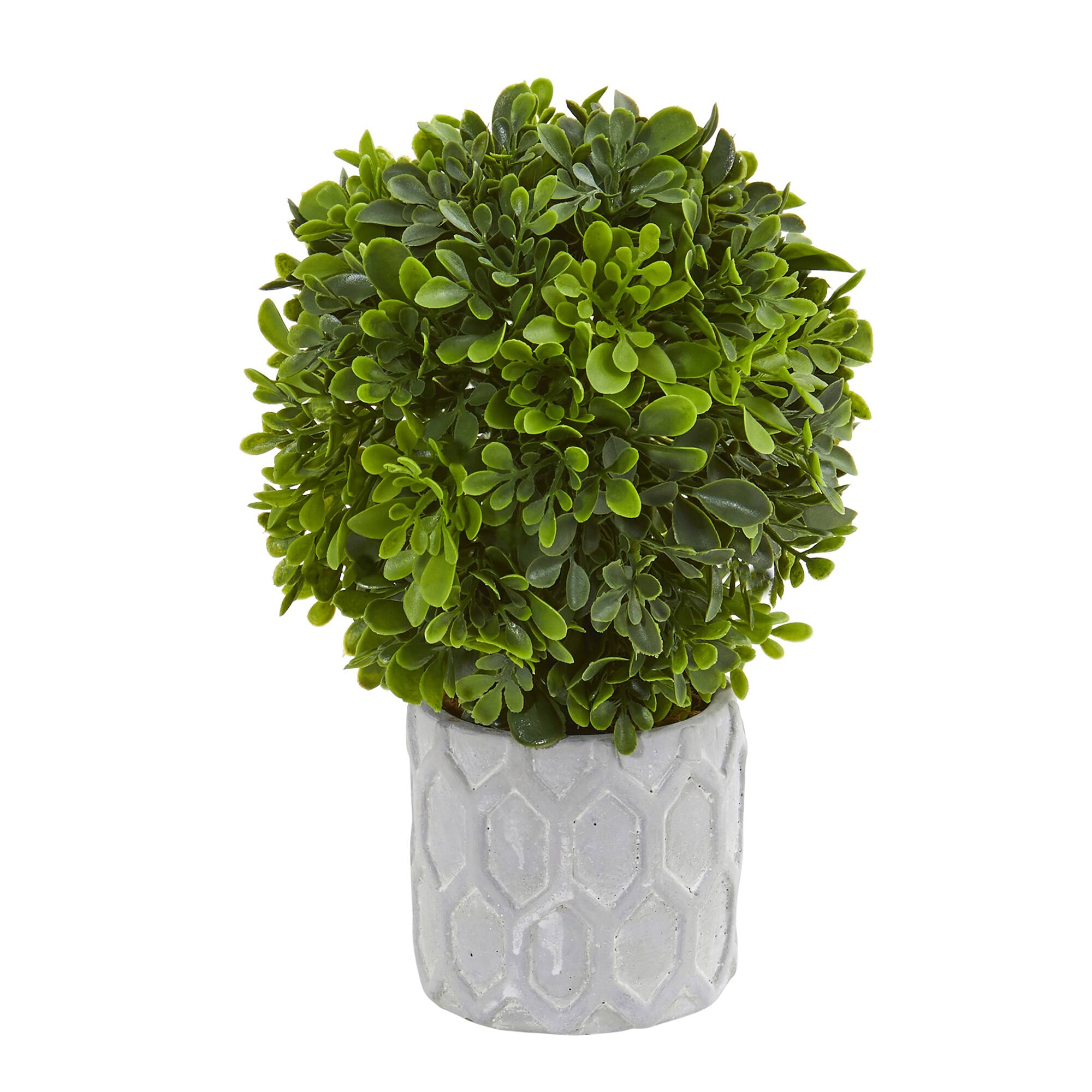 9&#x22; Potted Boxwood Mini Topiary, 3ct.