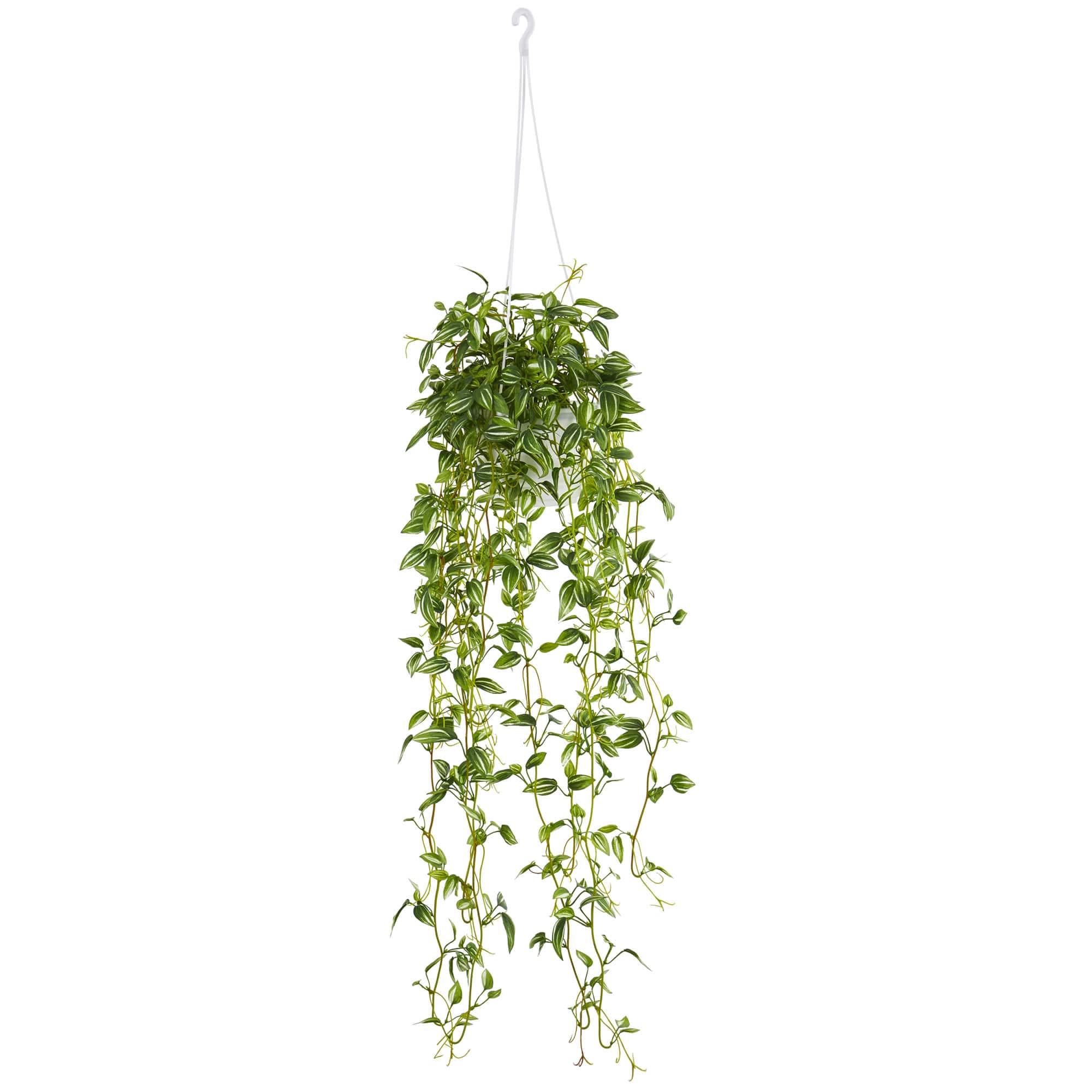3ft. Green Variegated Wandering Jew Hanging Basket