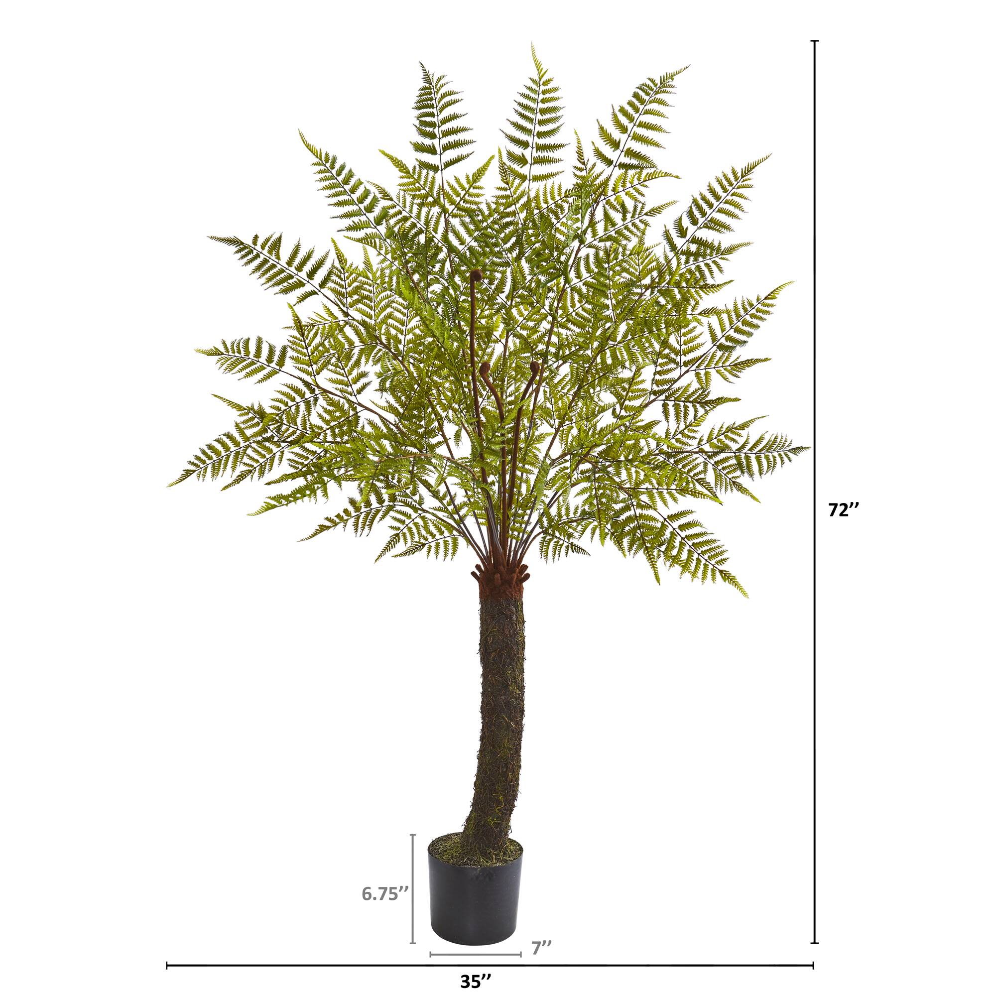 6ft. Potted Fern Plant