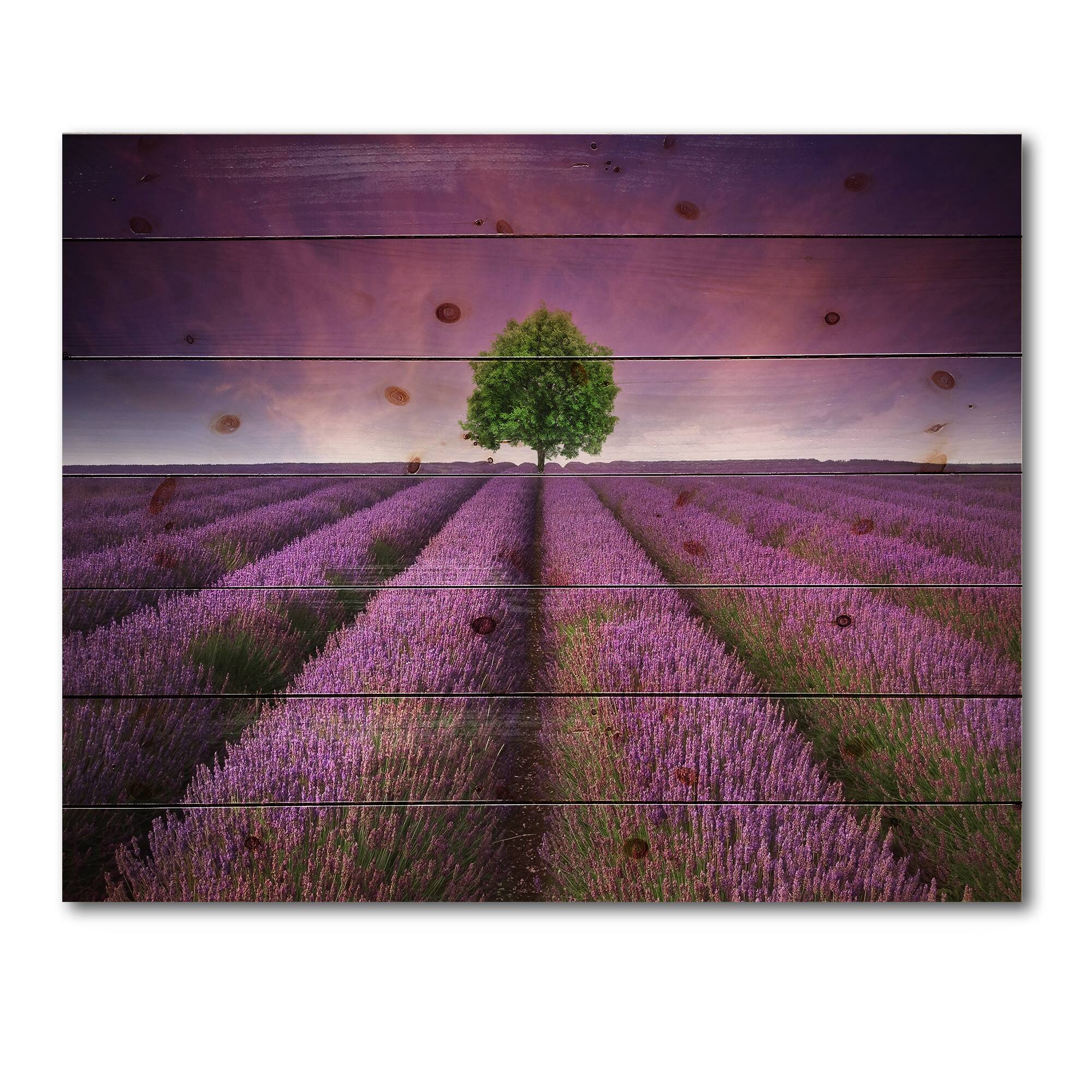 Designart - Stunning Lavender Field Summer Sunset With Tree - Farmhouse Print on Natural Pine Wood