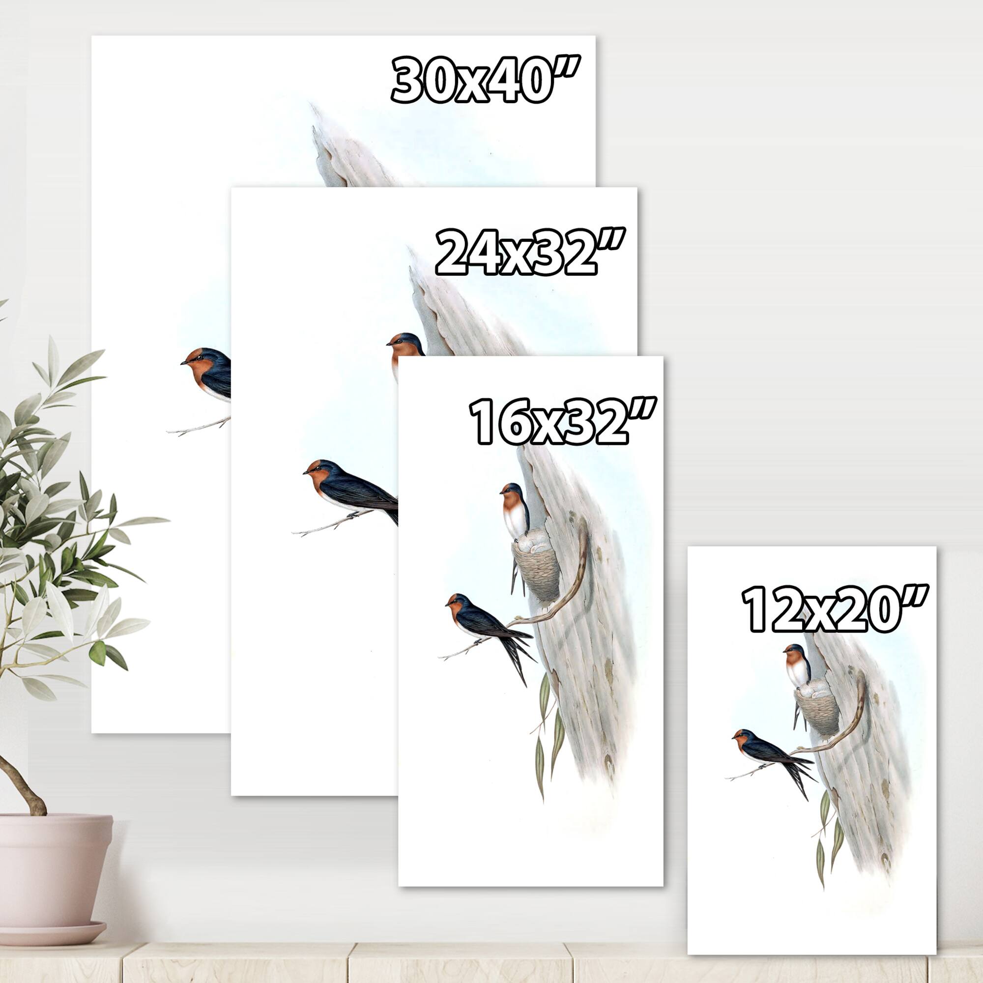 Designart - Vintage Australian Bird Illustrations II - Traditional Canvas Wall Art Print
