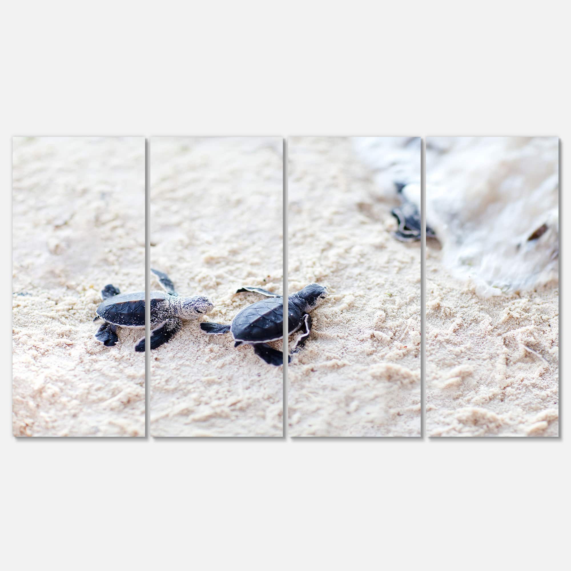 Designart - Baby Green Turtles on Sand