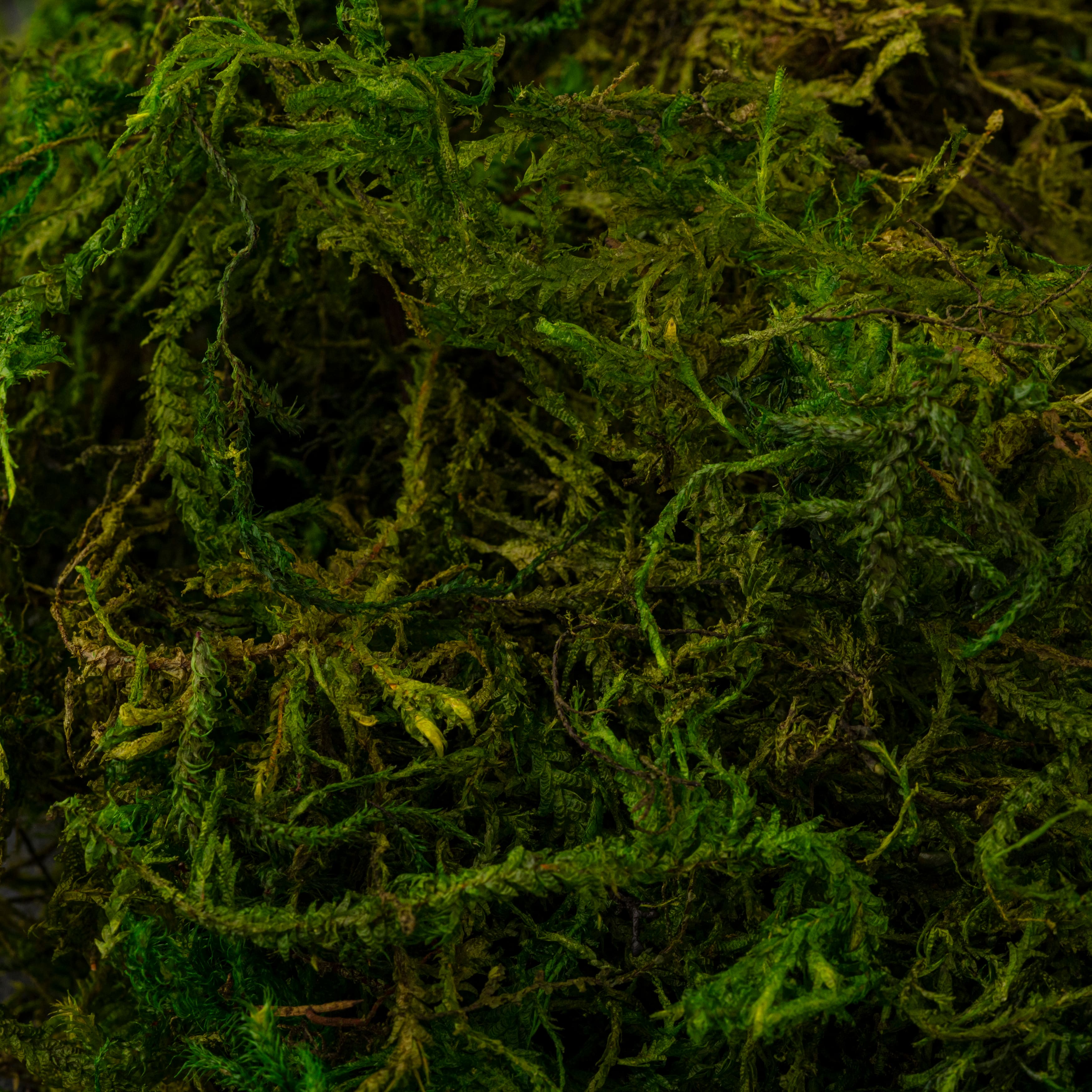 SuperMoss® Preserved Moss