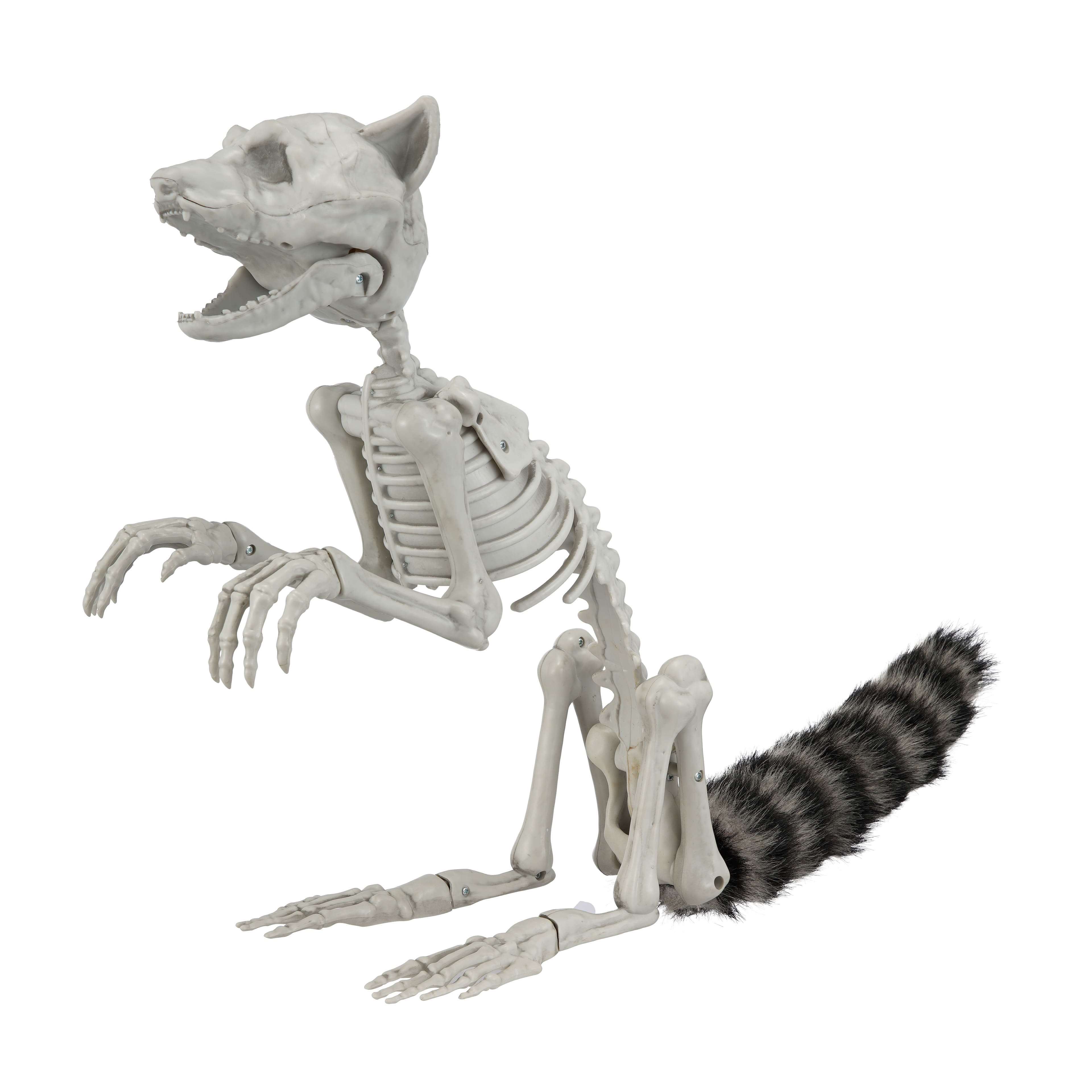 14&#x22; Raccoon Skeleton by Ashland&#xAE;