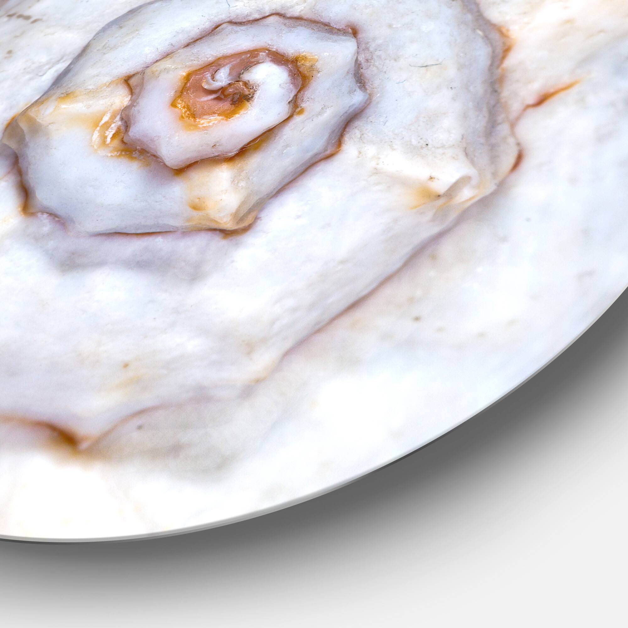 Designart - Great Skeleton of Sea Shell' Disc Oversized Animal Wall Art
