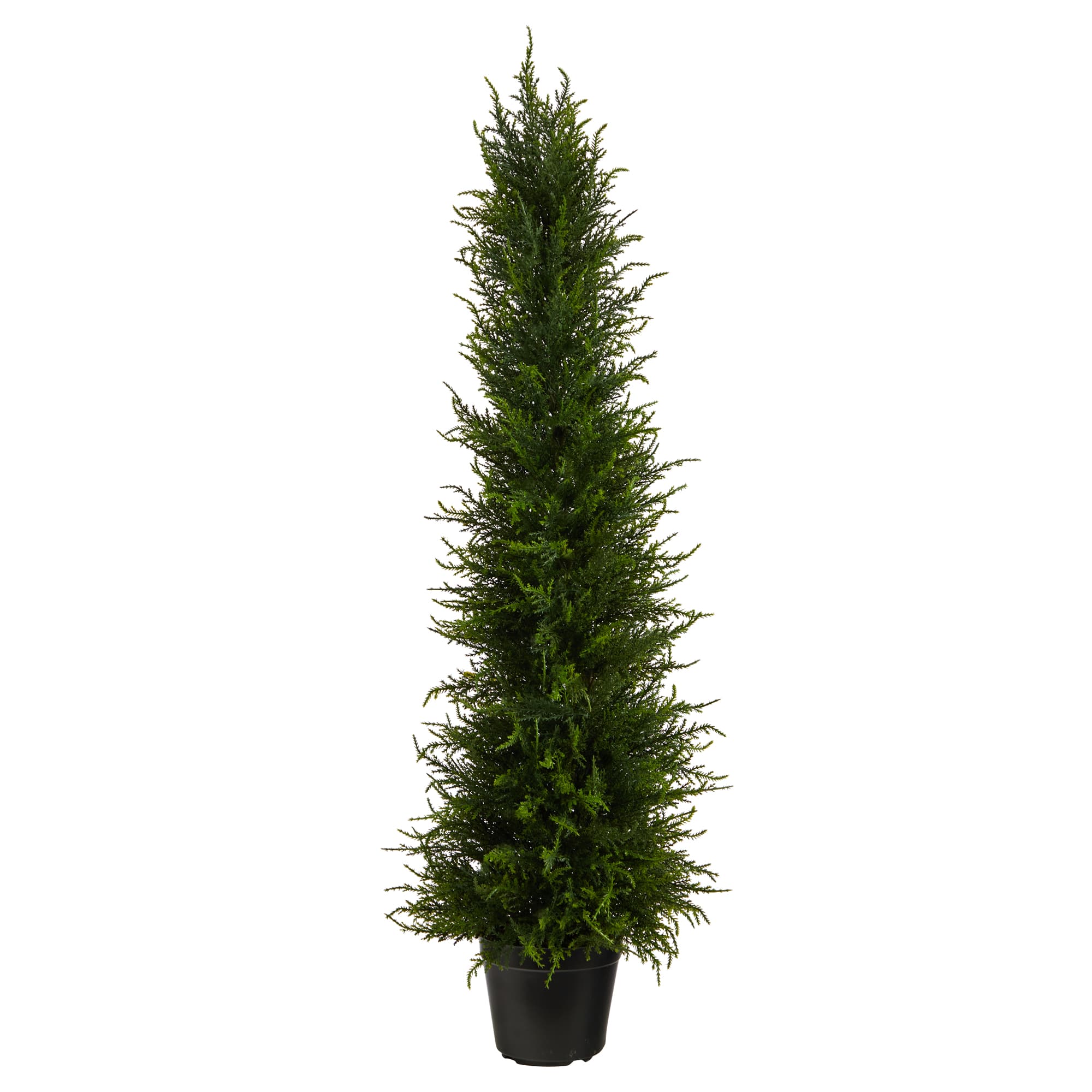 3.5ft. Potted Cypress Tree