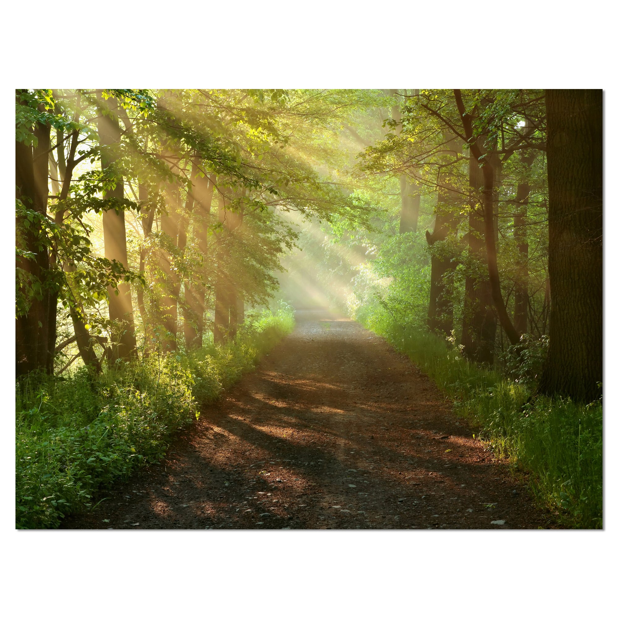 Designart - Suns Peeks into Forest - Landscape Photography Canvas Print