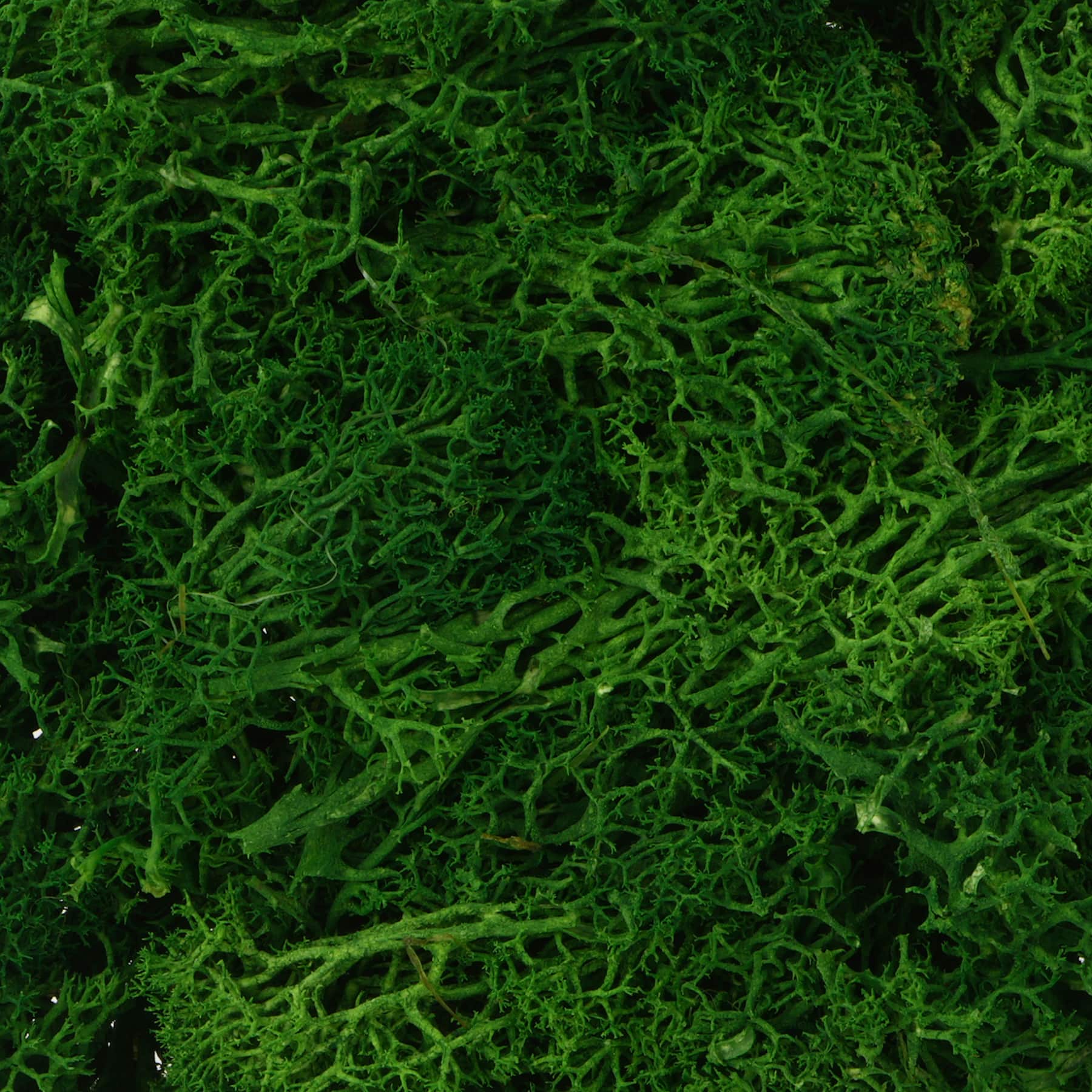 1.7oz. Moss by Ashland&#xAE;