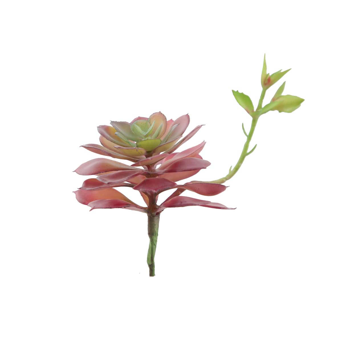 Flora Bunda&#xAE; Red Echeveria Lola Succulent Pick, 6ct.