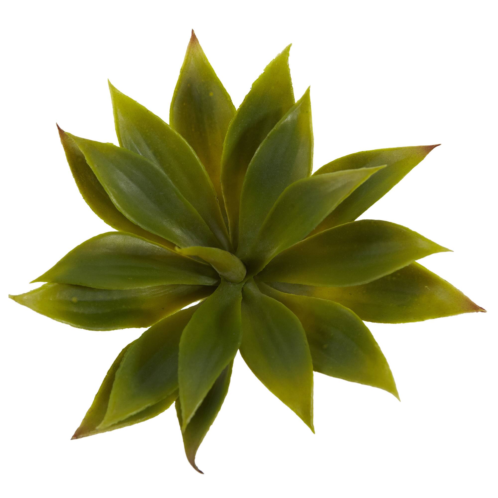 Agave Succulent Pick, 12ct.