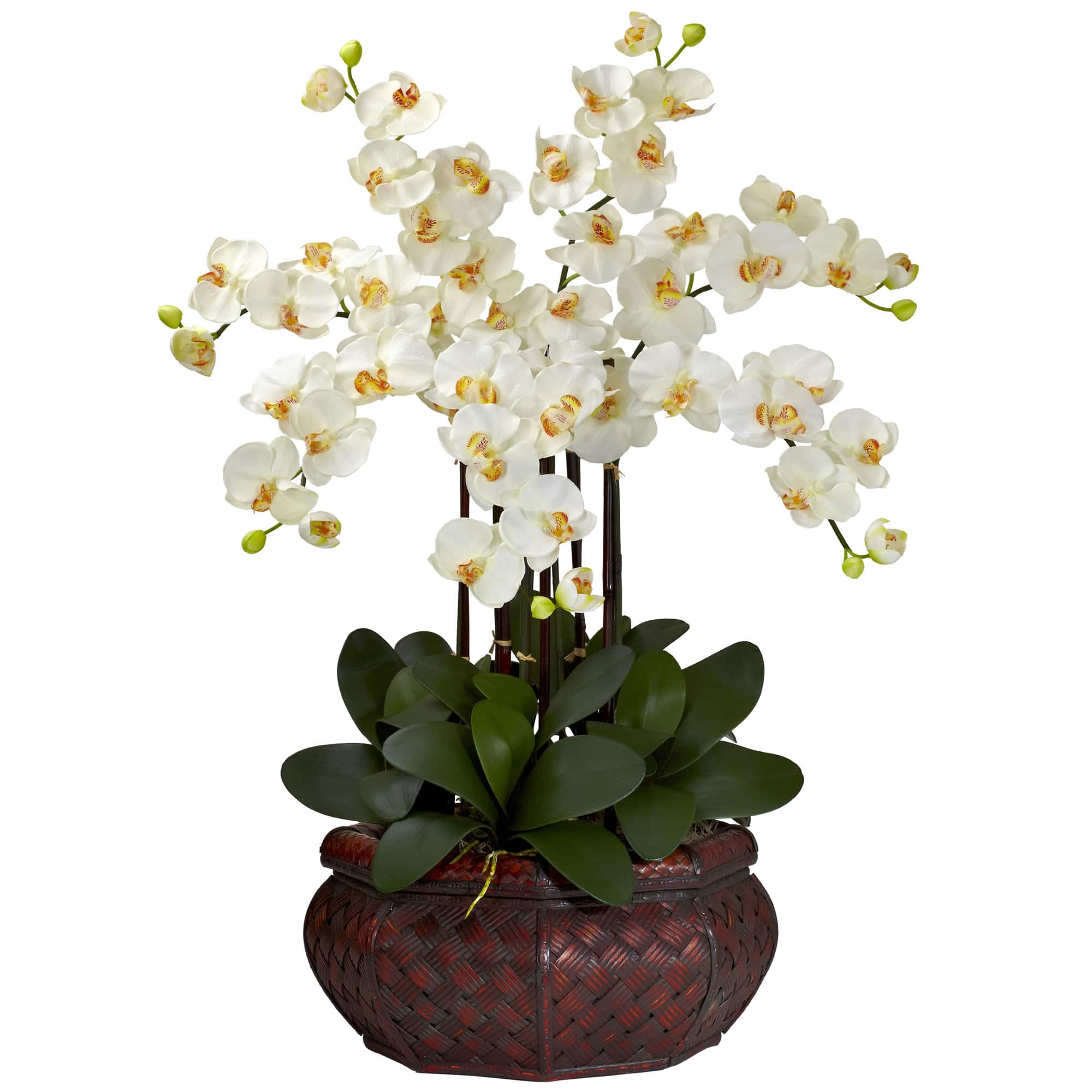 2.5ft. Potted Large Moth Orchid Arrangement, Cream