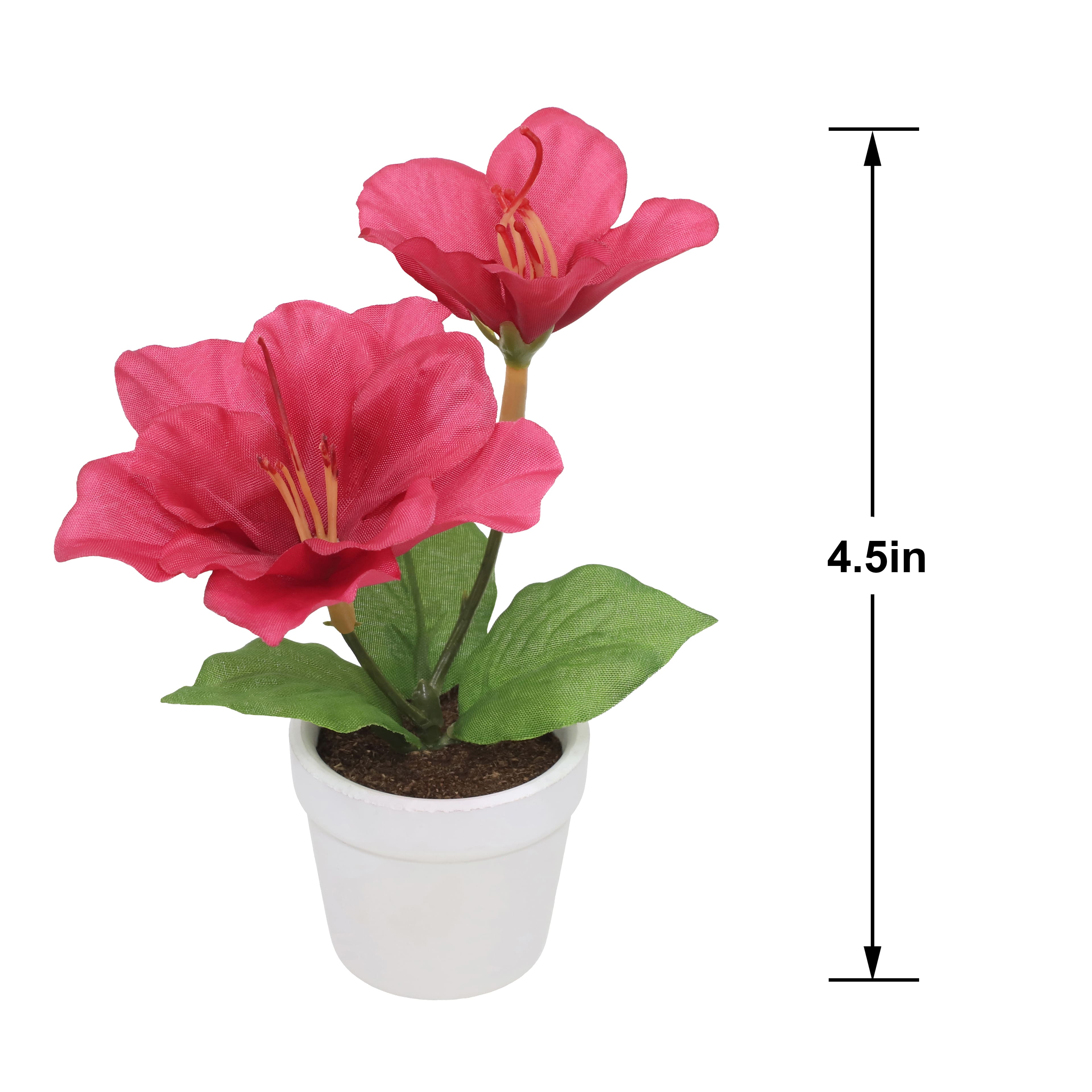 4.5" Fuchsia Azalea Arrangement in White Container by Ashland®