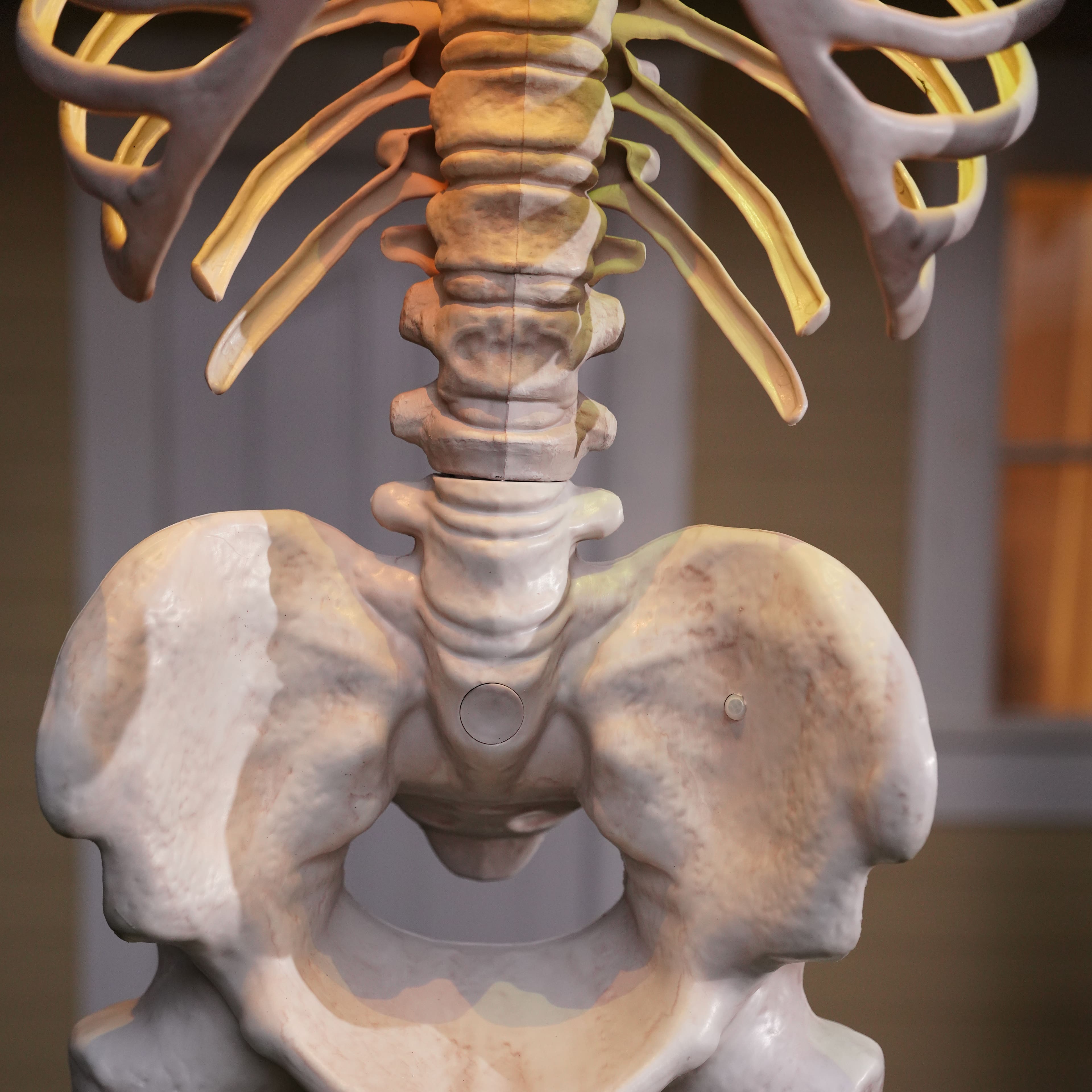 8ft. Skeleton by Ashland&#xAE;