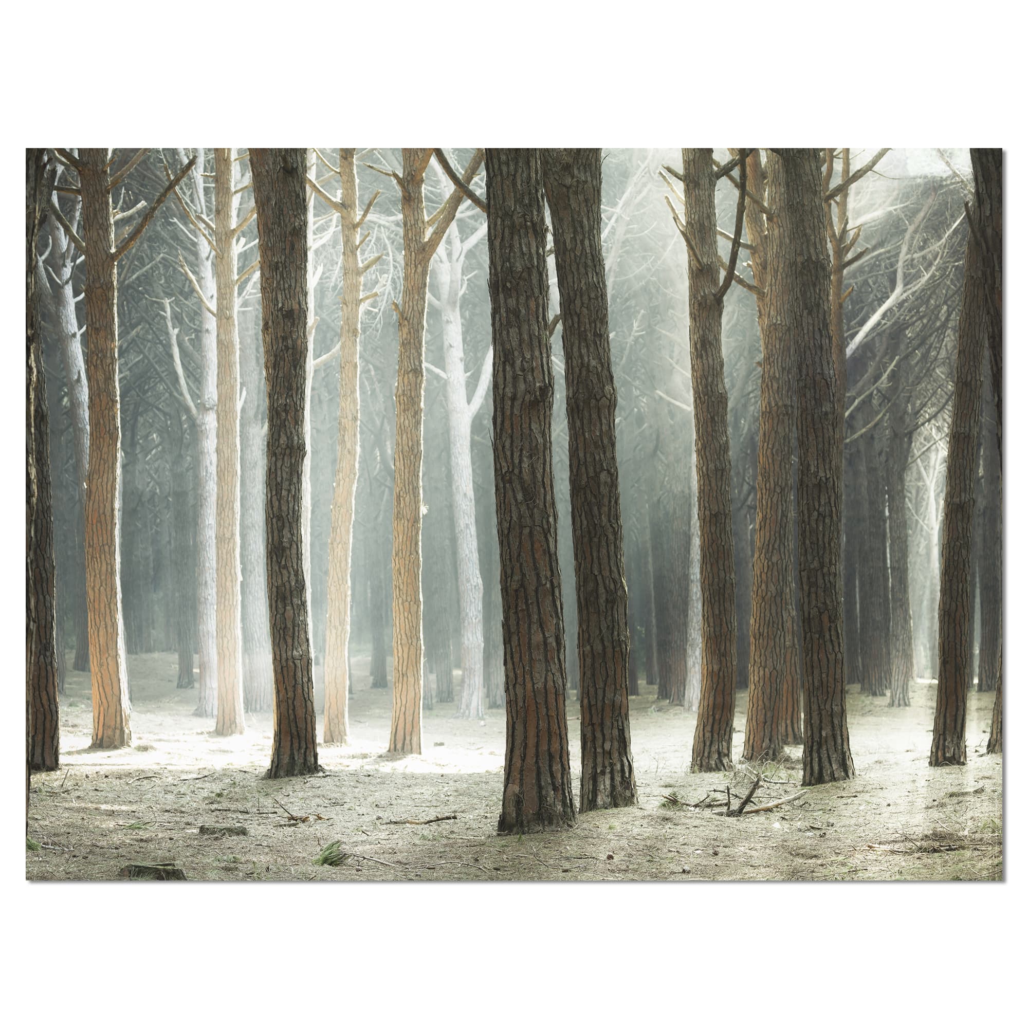 Designart - Maritime Pine Tree Forest with Rays - Oversized Forest Canvas Art