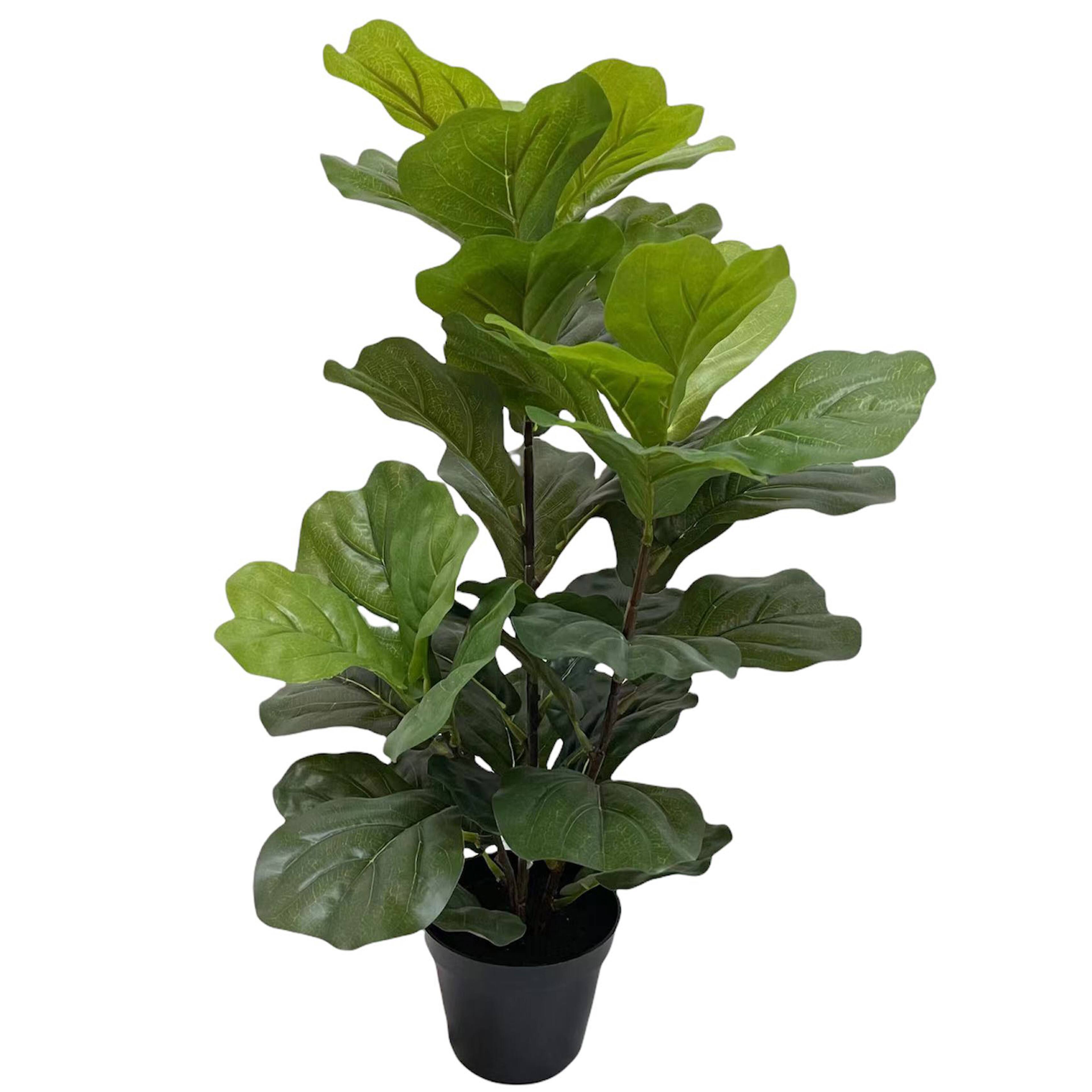 22" Potted Fiddle Leaf Fig Plant by Ashland®