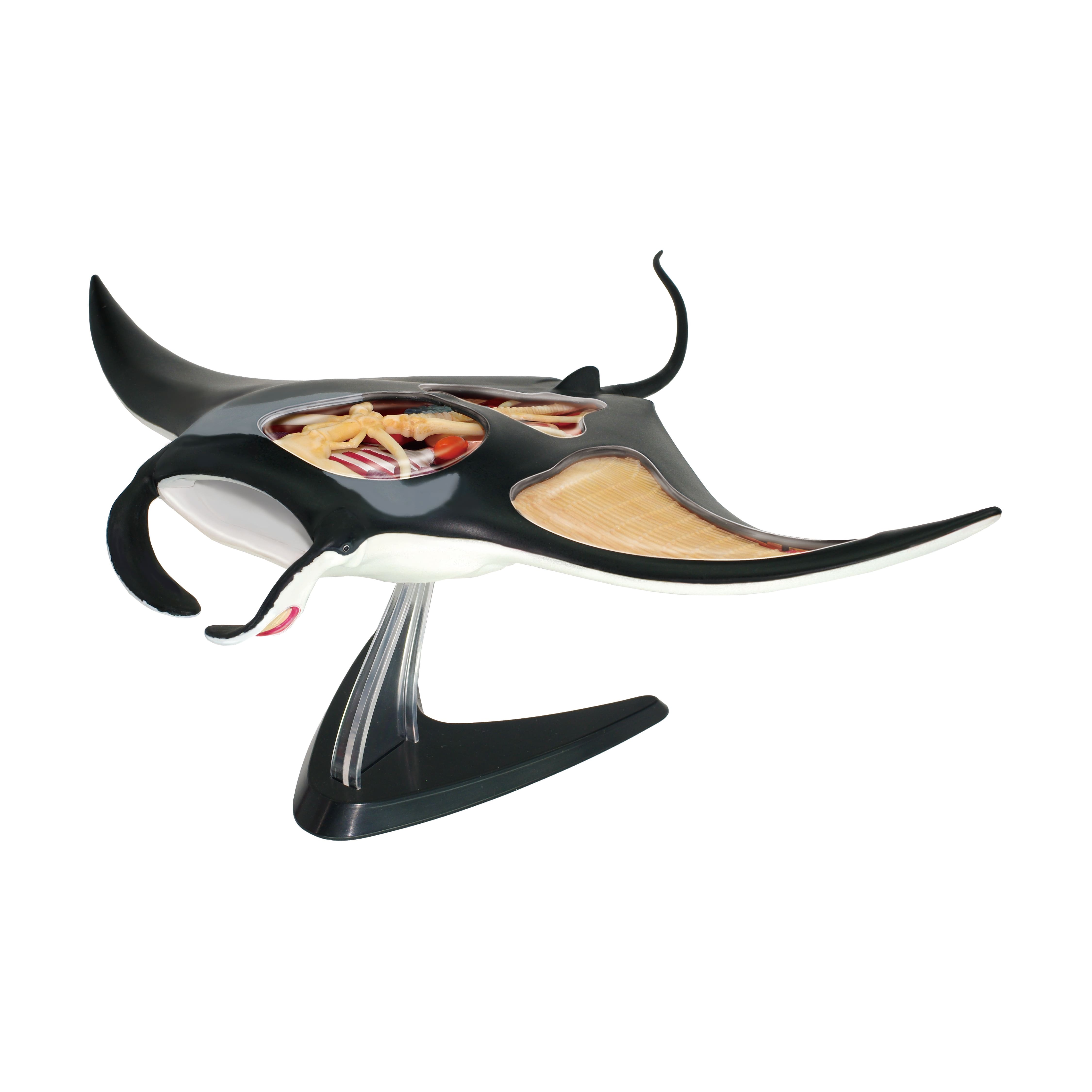 4D Vision&#x2122; Manta Ray Anatomy Model