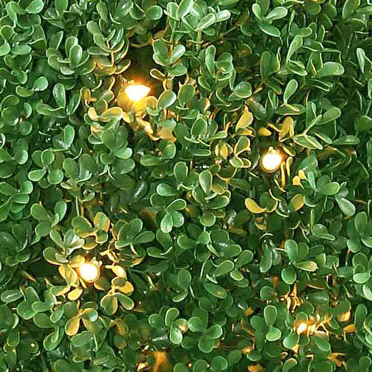 2ft. Mini Boxwood Ball Shaped Topiary Tree in Round Green Growers Pot, 70 Clear Lights