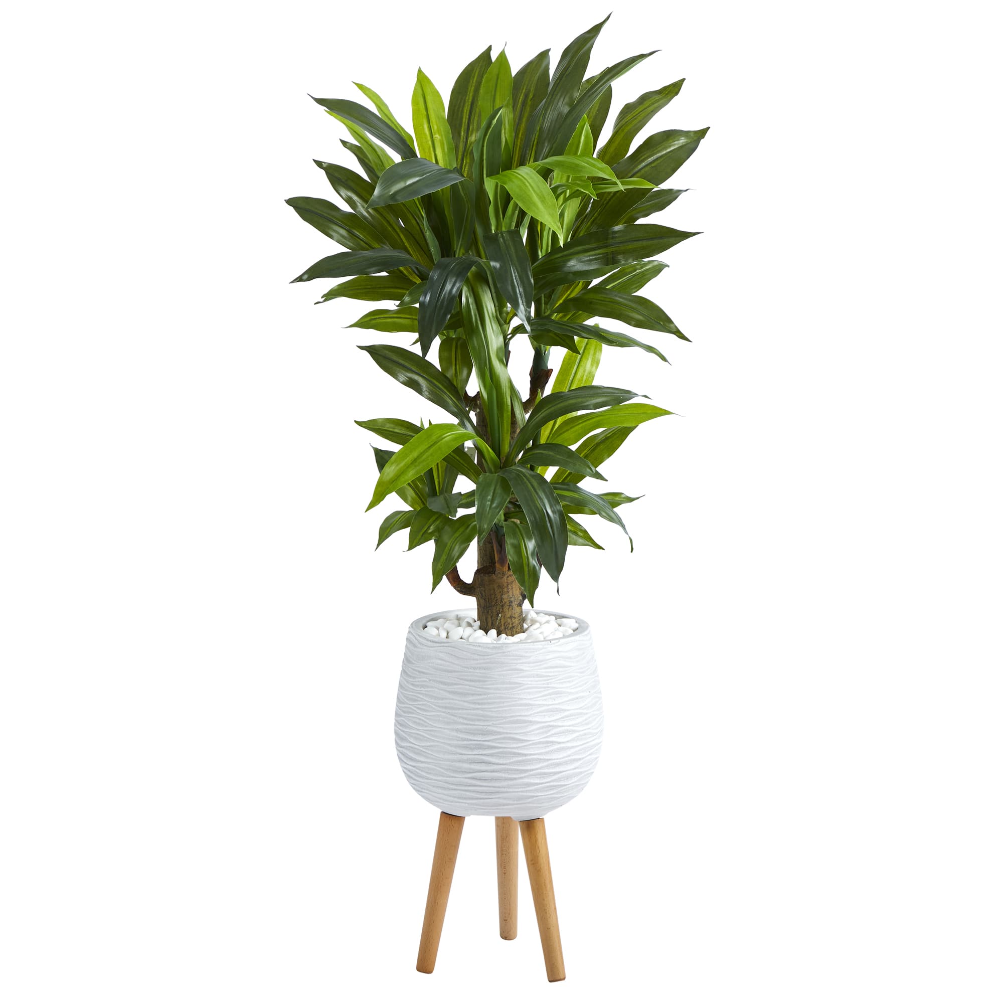 4ft. Corn Stalk Dracaena Plant in White Planter with Stand