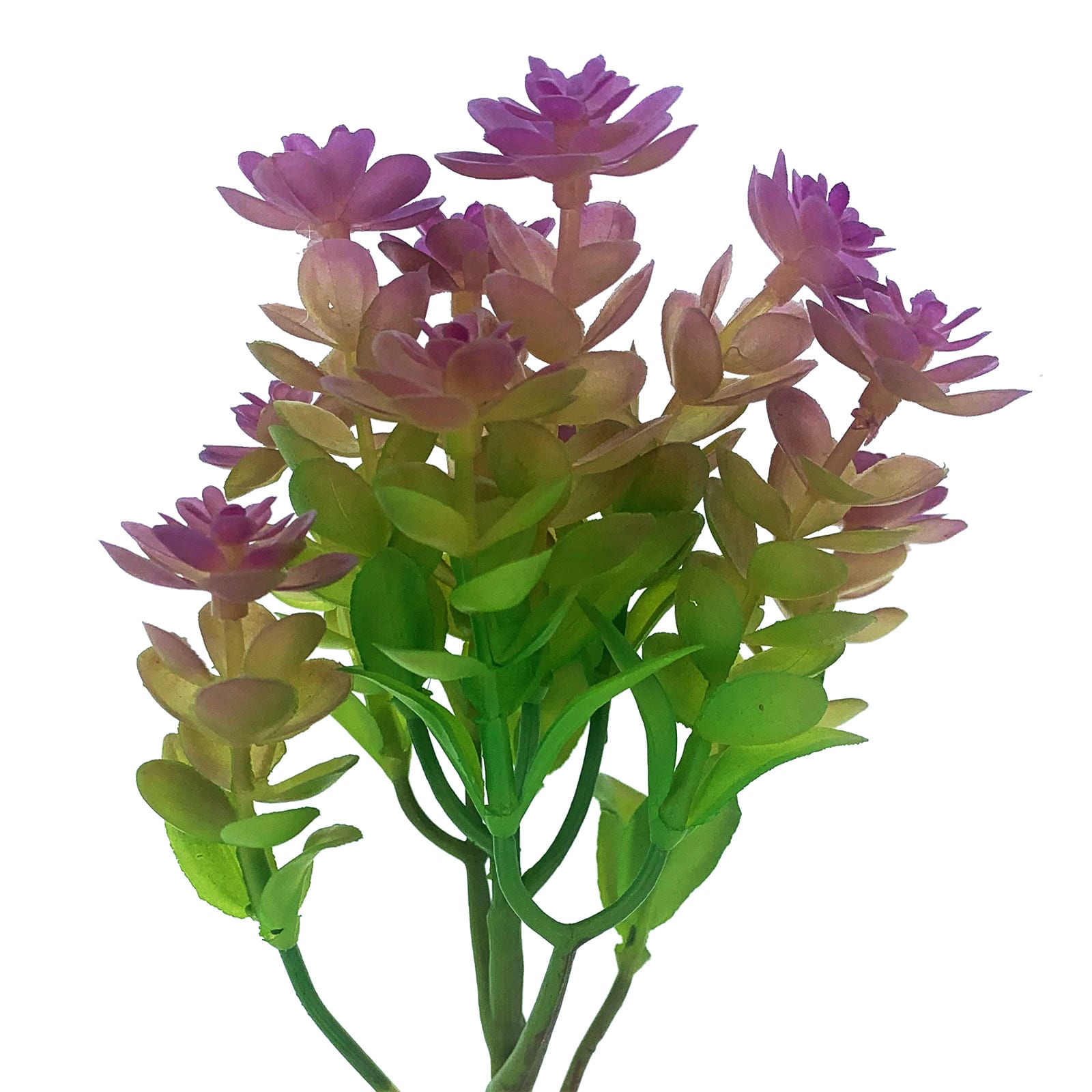 Purple Sedum Ogon Pick by Ashland&#xAE;