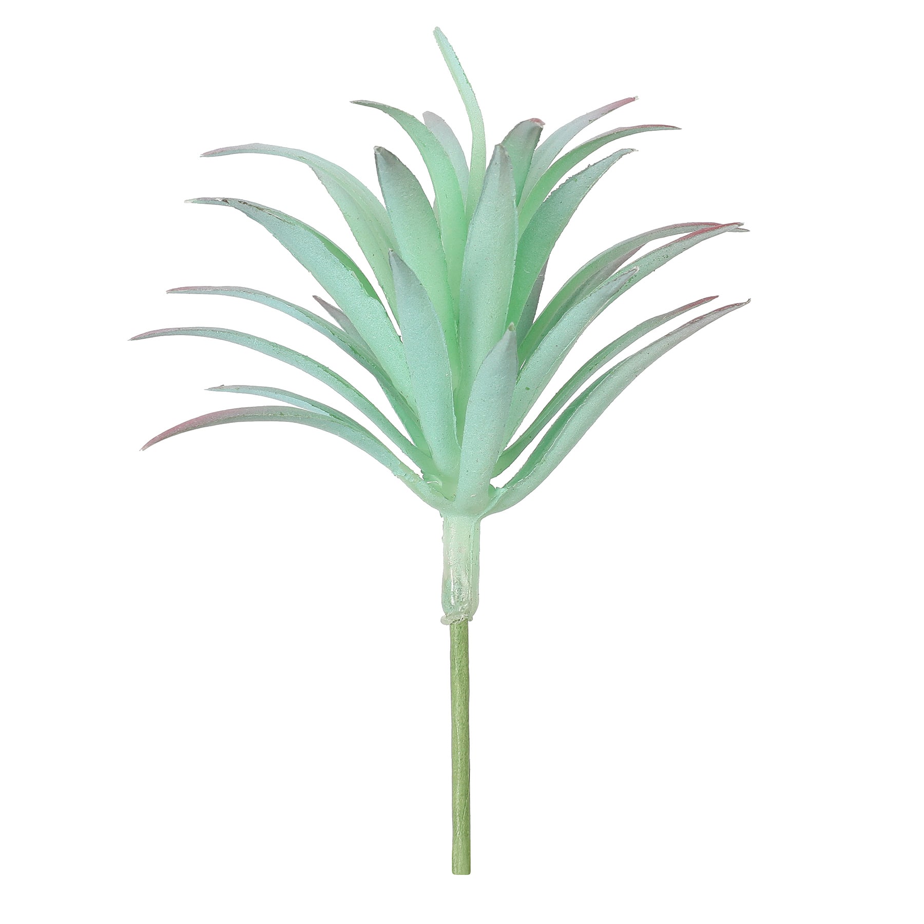 Mélange de succulentes d’Ashland