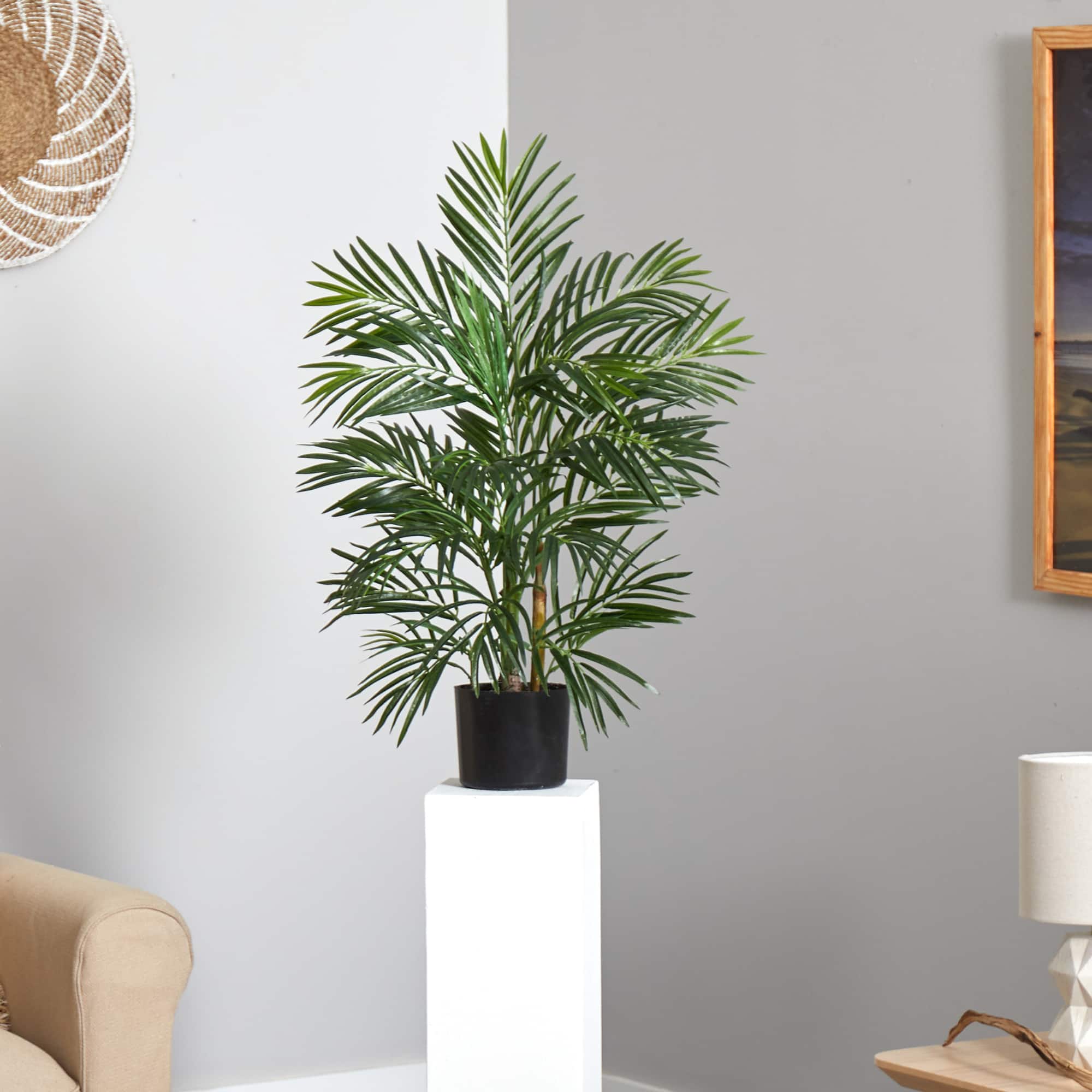 2.5ft. Potted Areca Palm