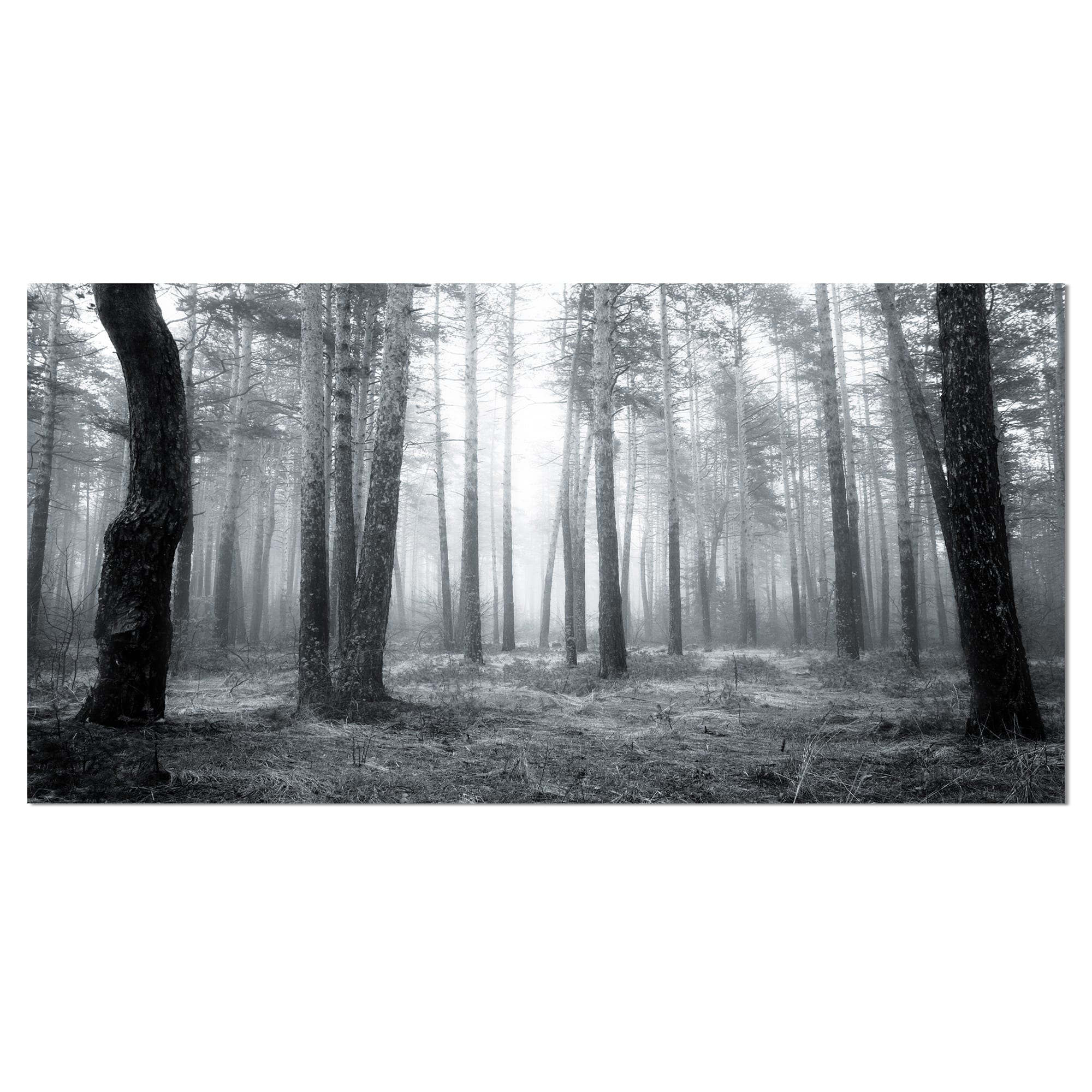 Designart - Black and White Foggy Forest - Forest Canvas Art Print