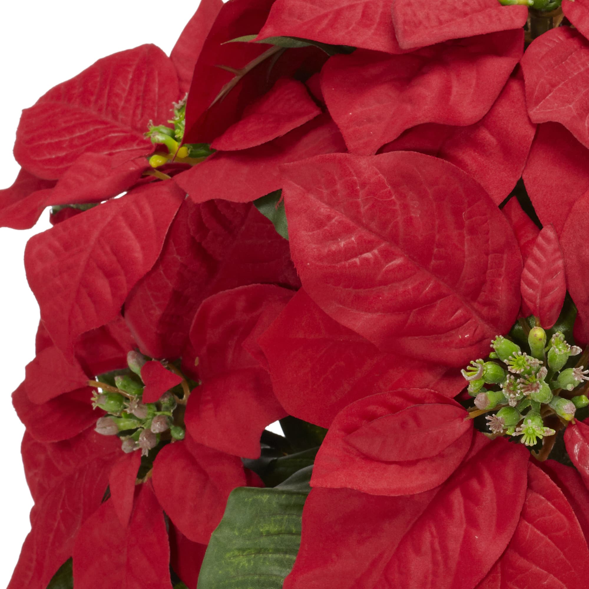 13&#x22; Potted Poinsettia with Ceramic Vase