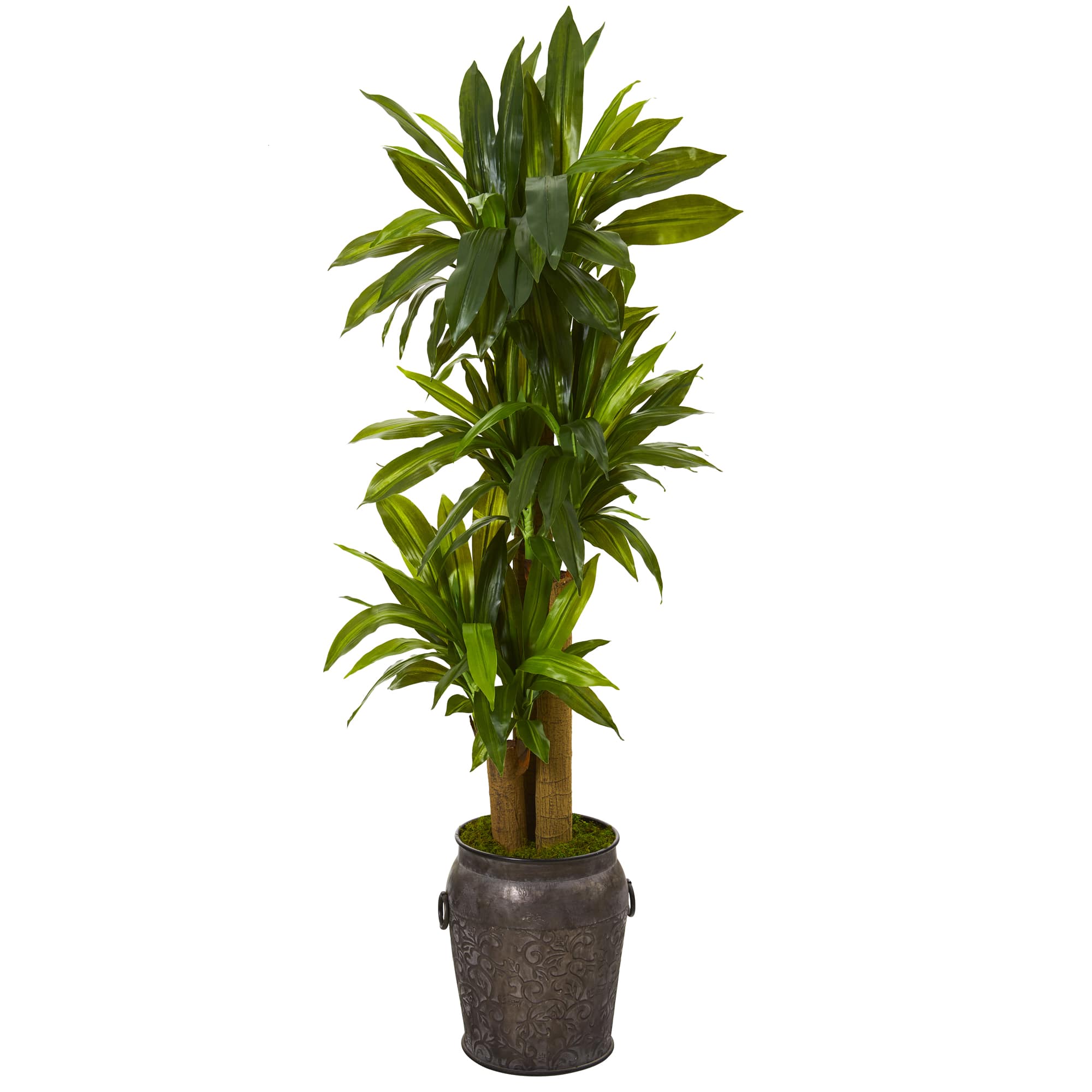 5ft. Corn Stalk Dracaena Plant in Metal Planter
