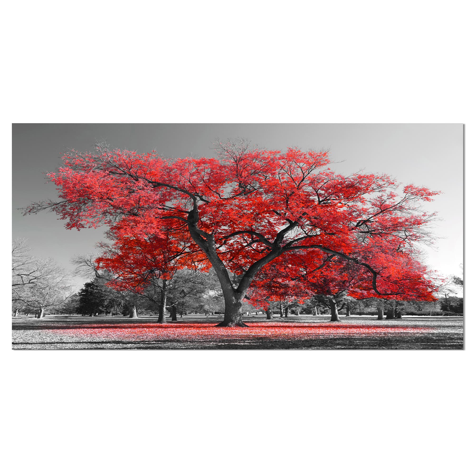 Designart - Big Red Tree on Foggy Day - Landscape Canvas Art Print