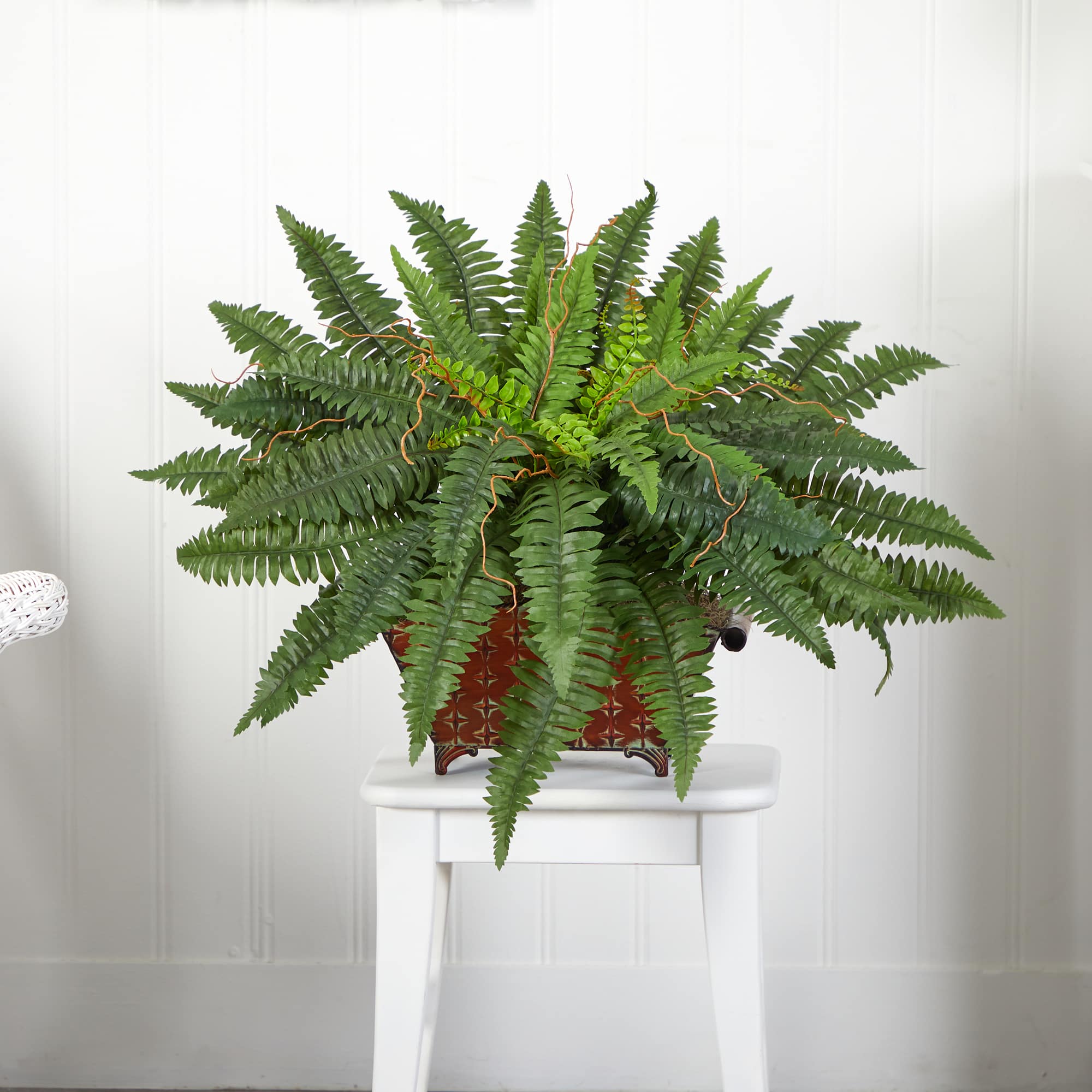 23" Boston Fern In Metallic Planter