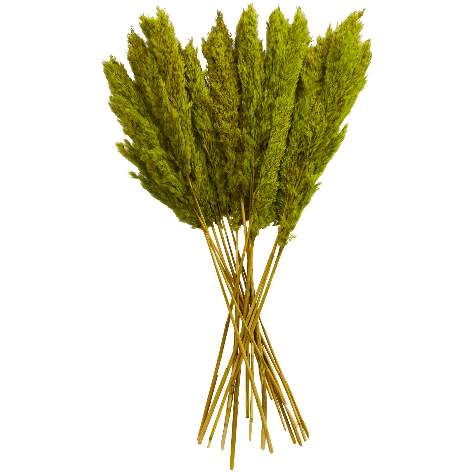 Dried Plant Pampas Natural Foliage with Long Stems