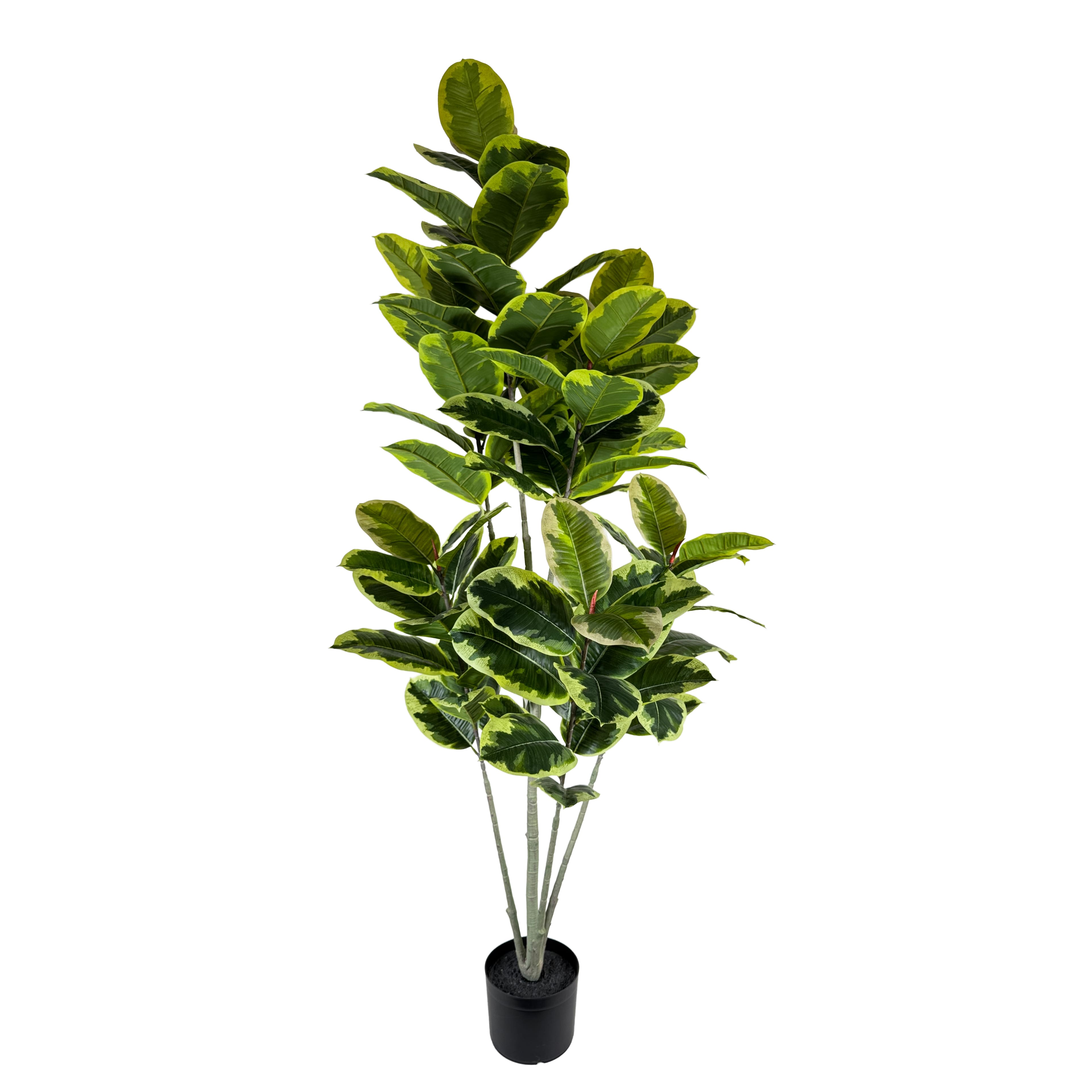 5ft. Ficus Tree by Ashland&#xAE;