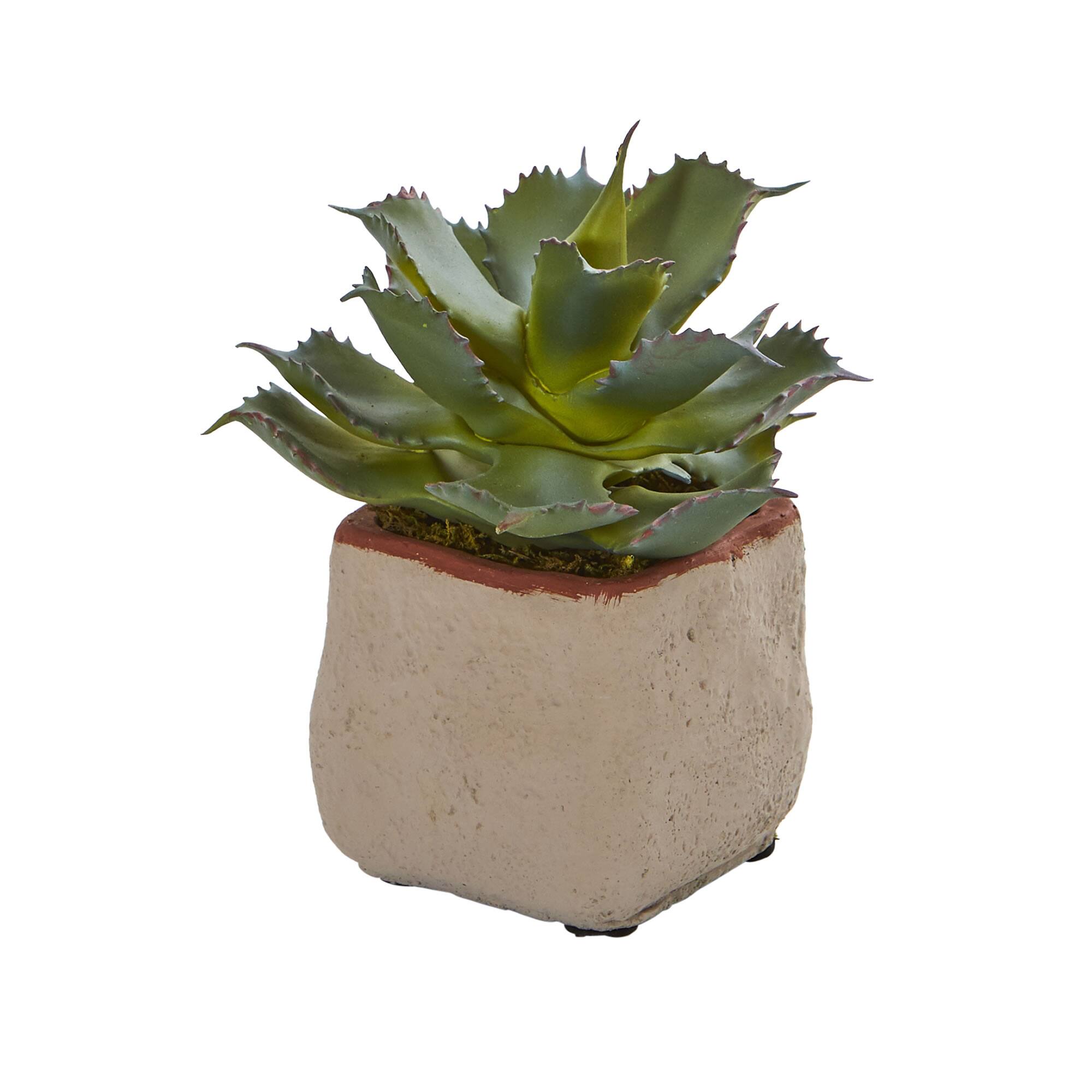 6&#x22; Potted Mixed Succulent Plants, 4ct.