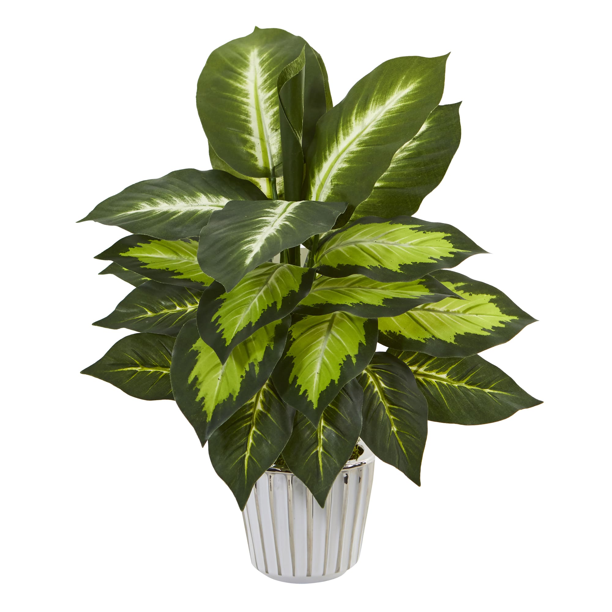 19" Dumb Cane in White Vase Set