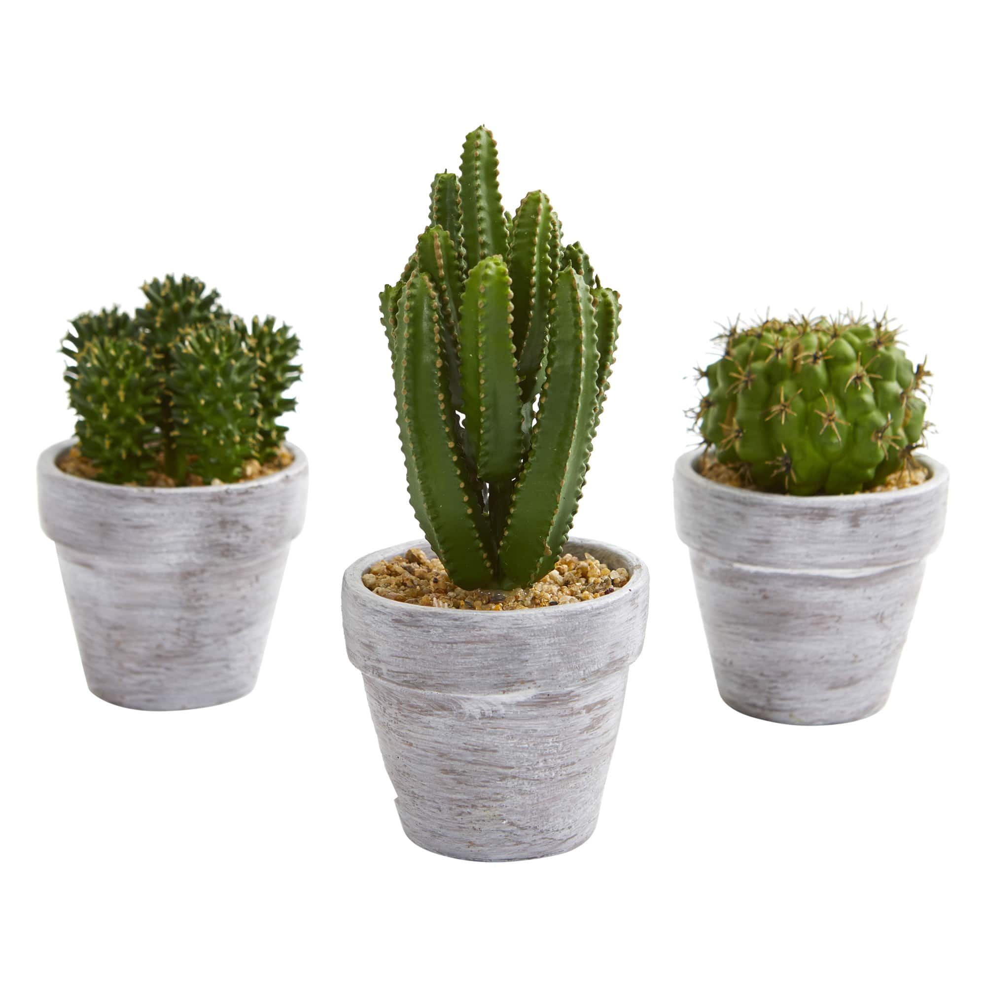 8&#x22; Assorted Potted Cactus Plant, 3ct.