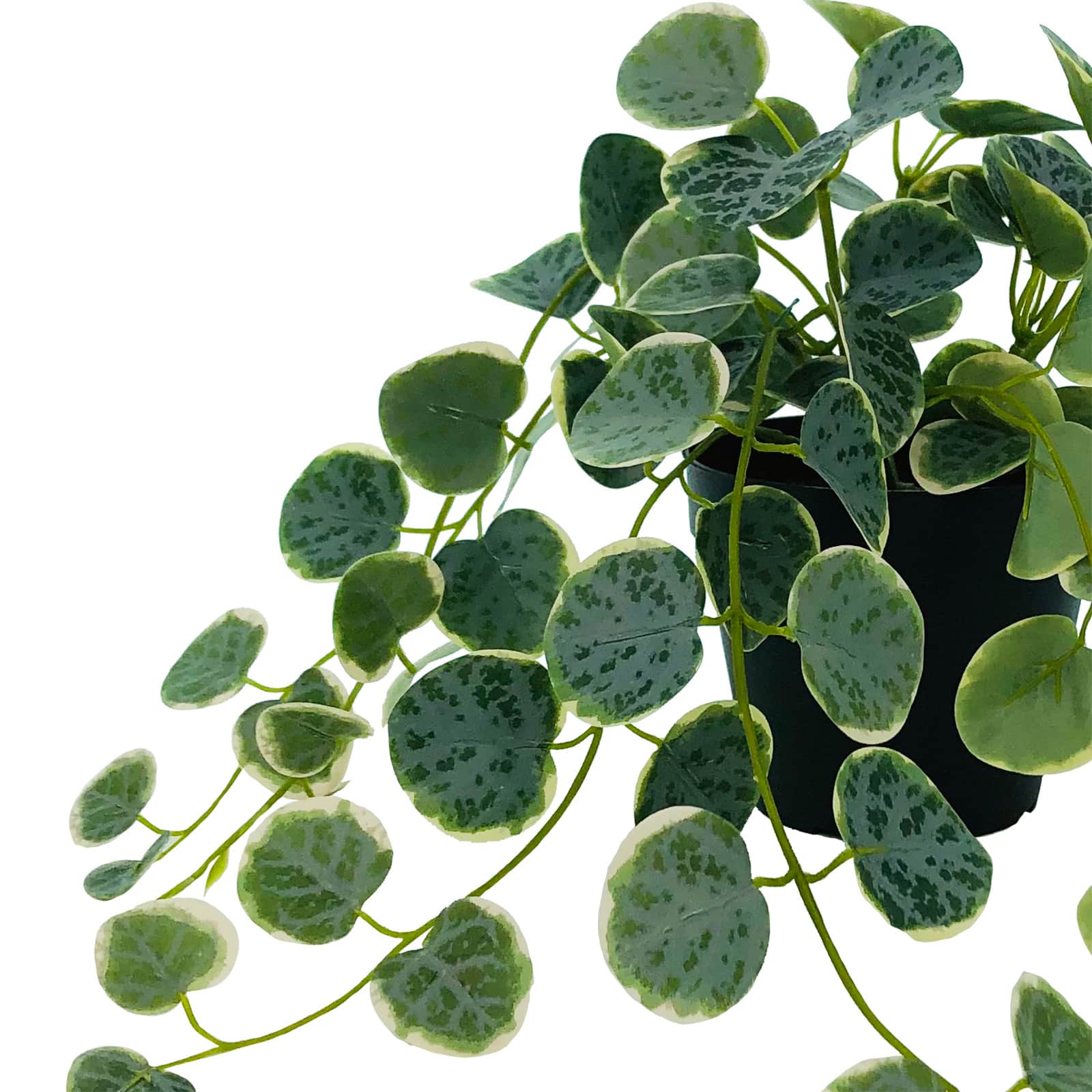 14&#x22; Dripping Peperomia Plant by Ashland&#xAE;