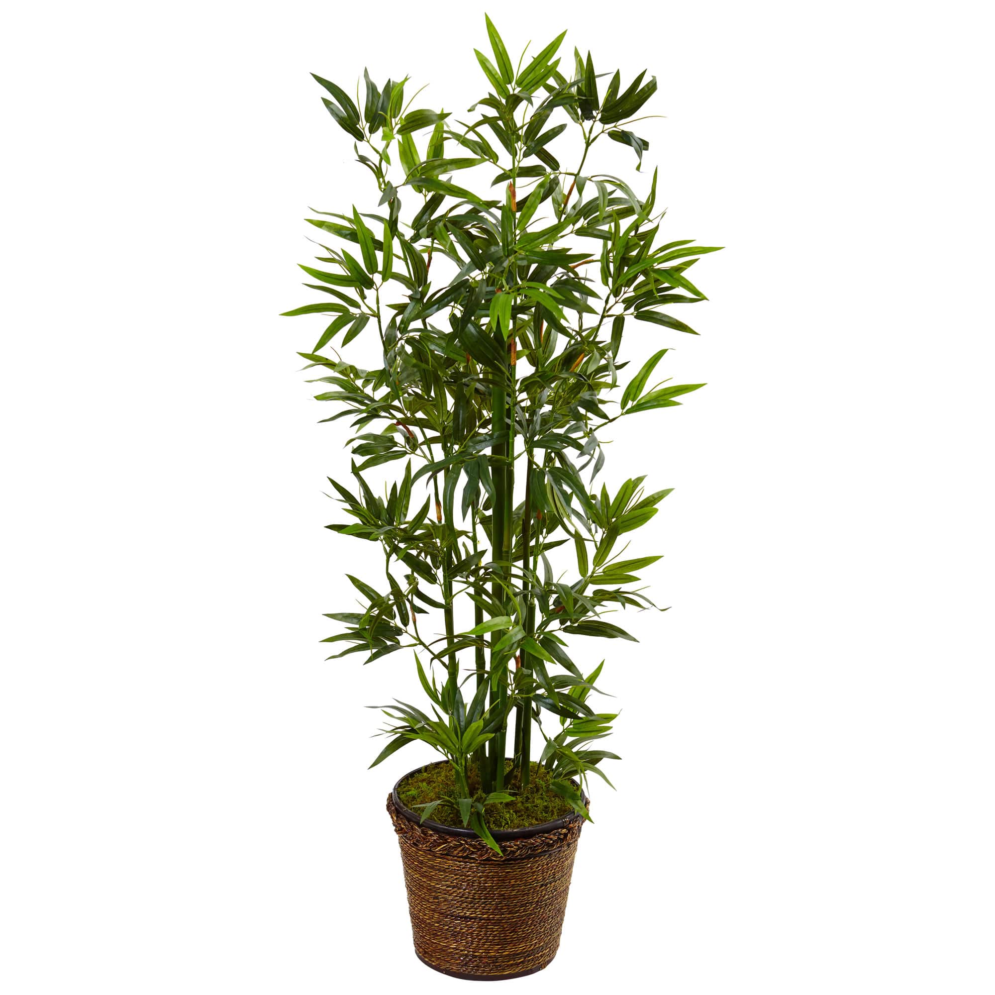4ft. Bamboo Tree In Coiled Rope Planter