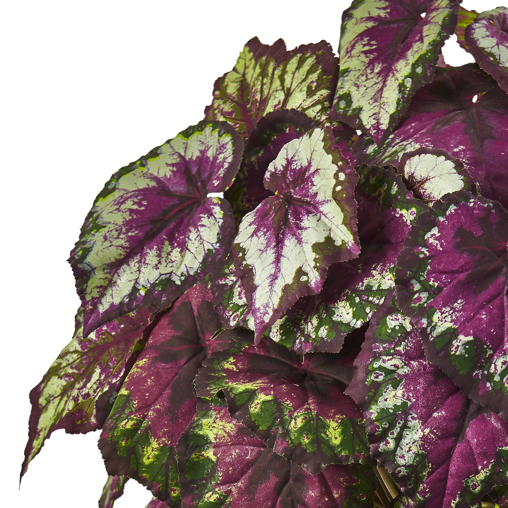 2.5ft. Purple Begonia in White Planter