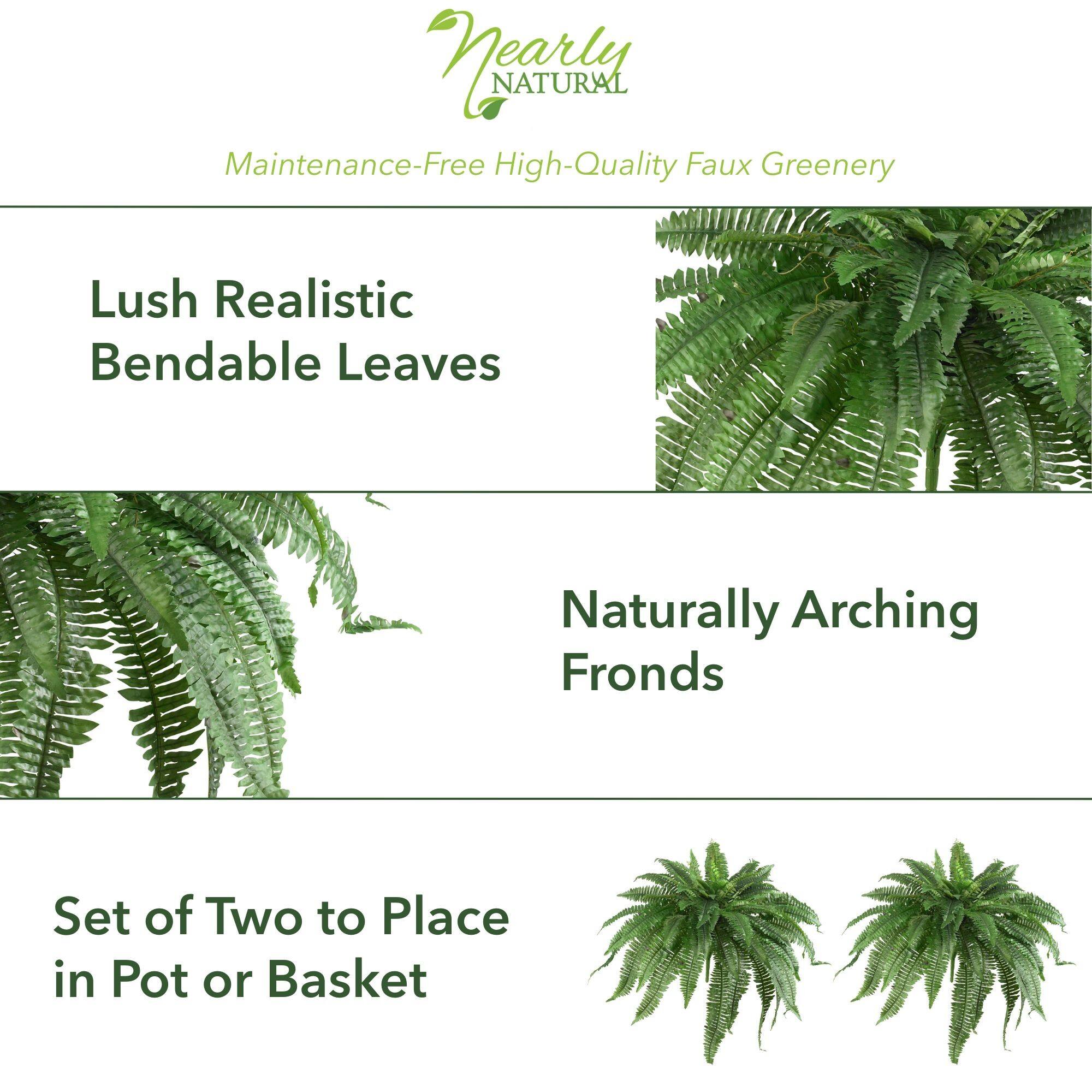 21" Boston Fern, 2ct.