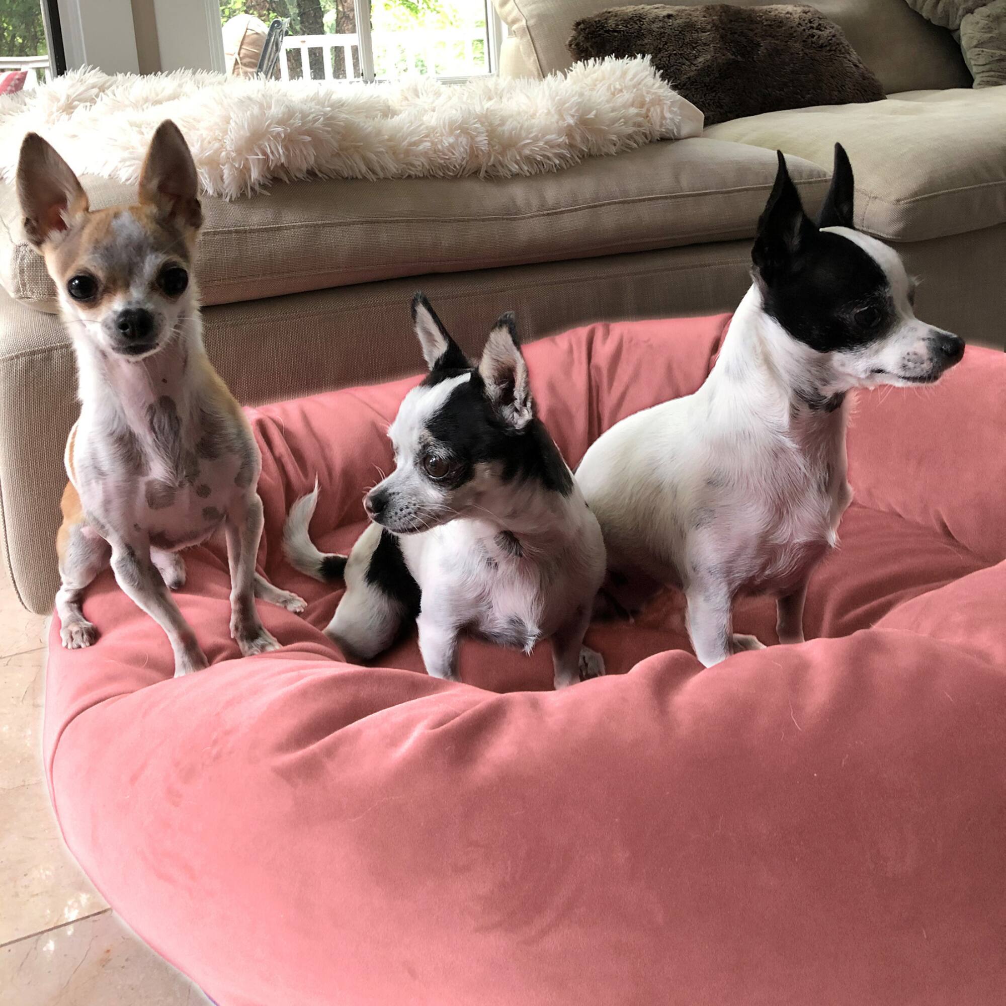 Royal Pet Bed Medium Washable Luxury Velvet Dog Bed