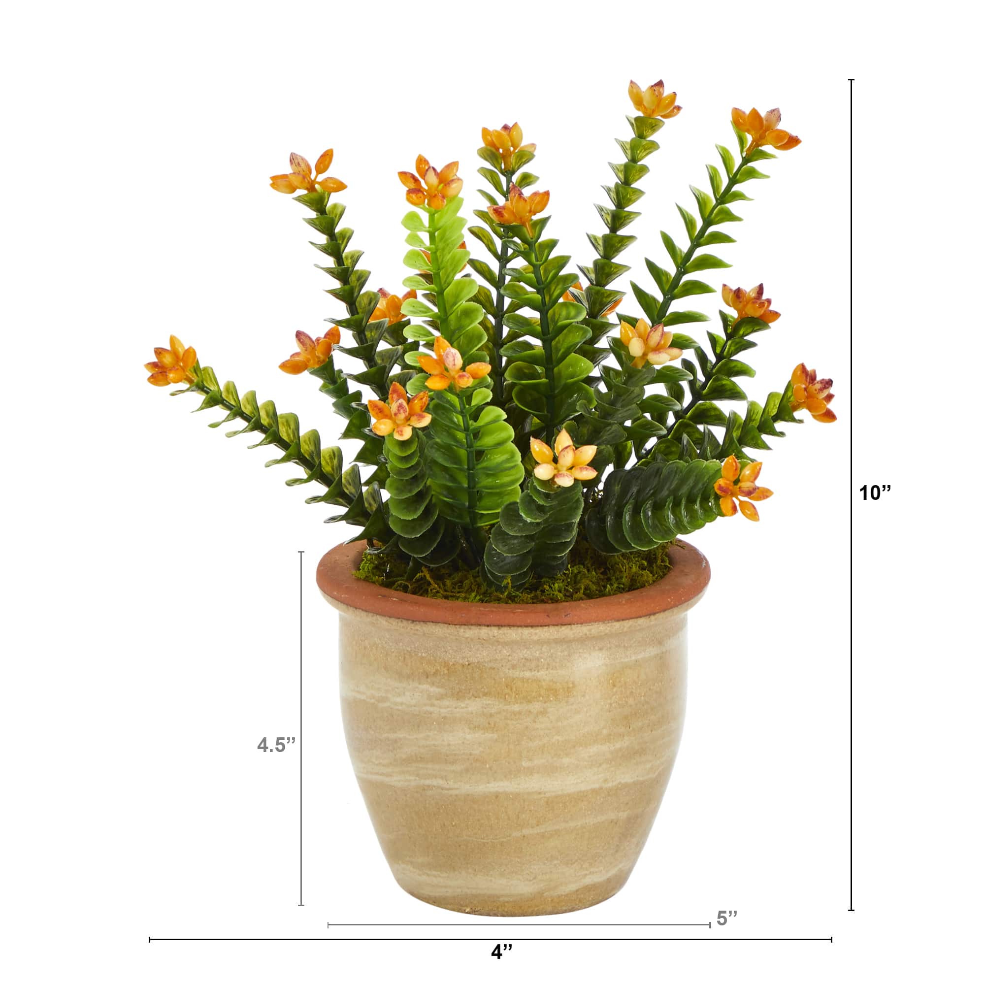 10&#x22; Flowering Sedum Succulent Plant in Ceramic Planter