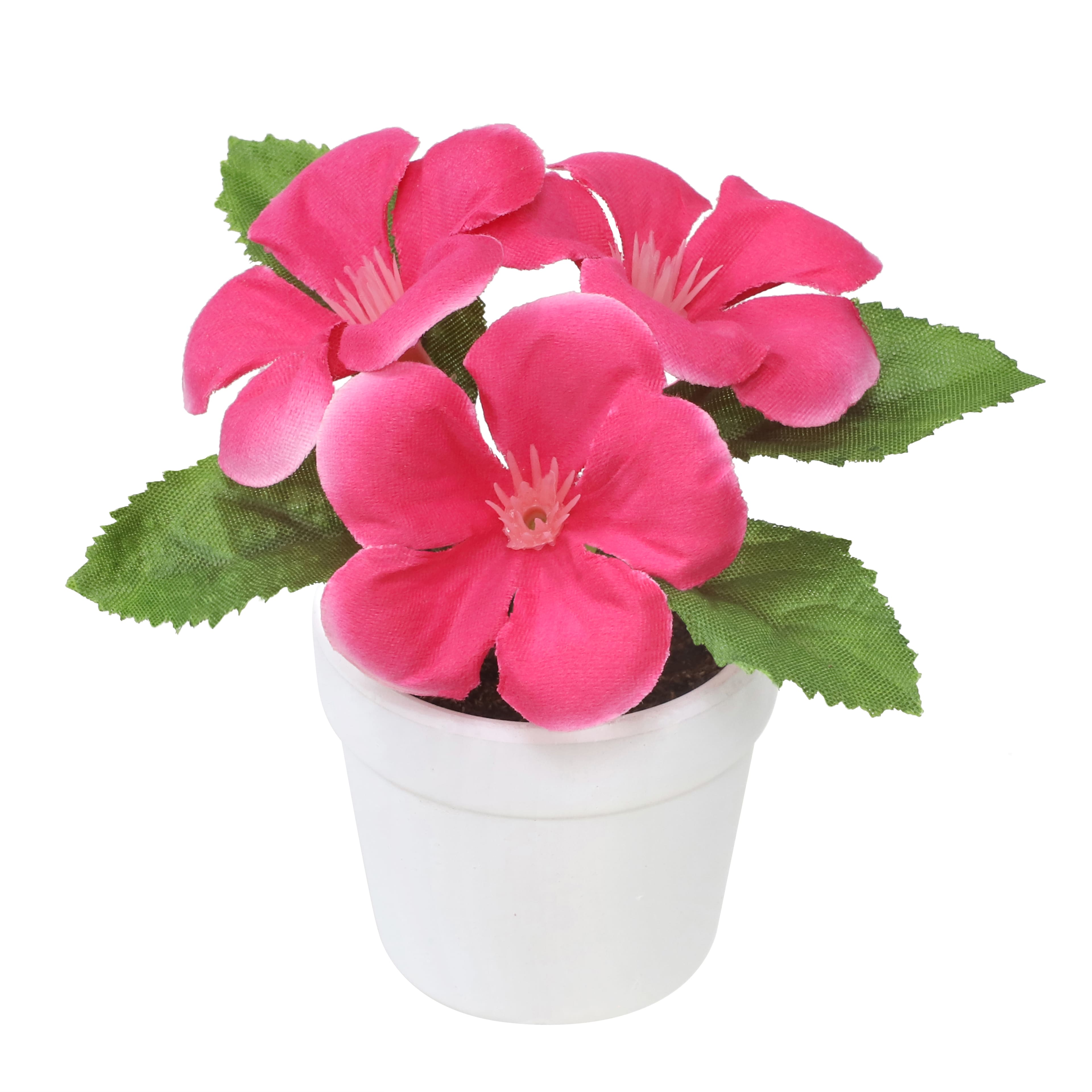 4" Geranium in White Pot by Ashland