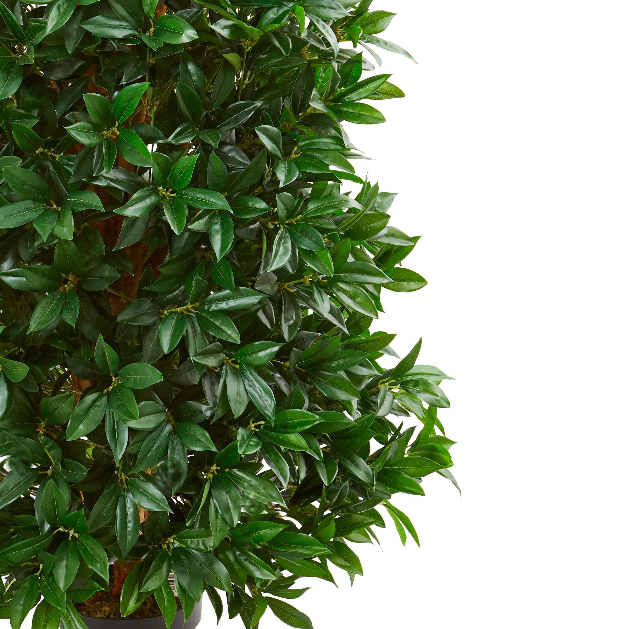 5ft. Potted Bay Leaf Cone Topiary Tree