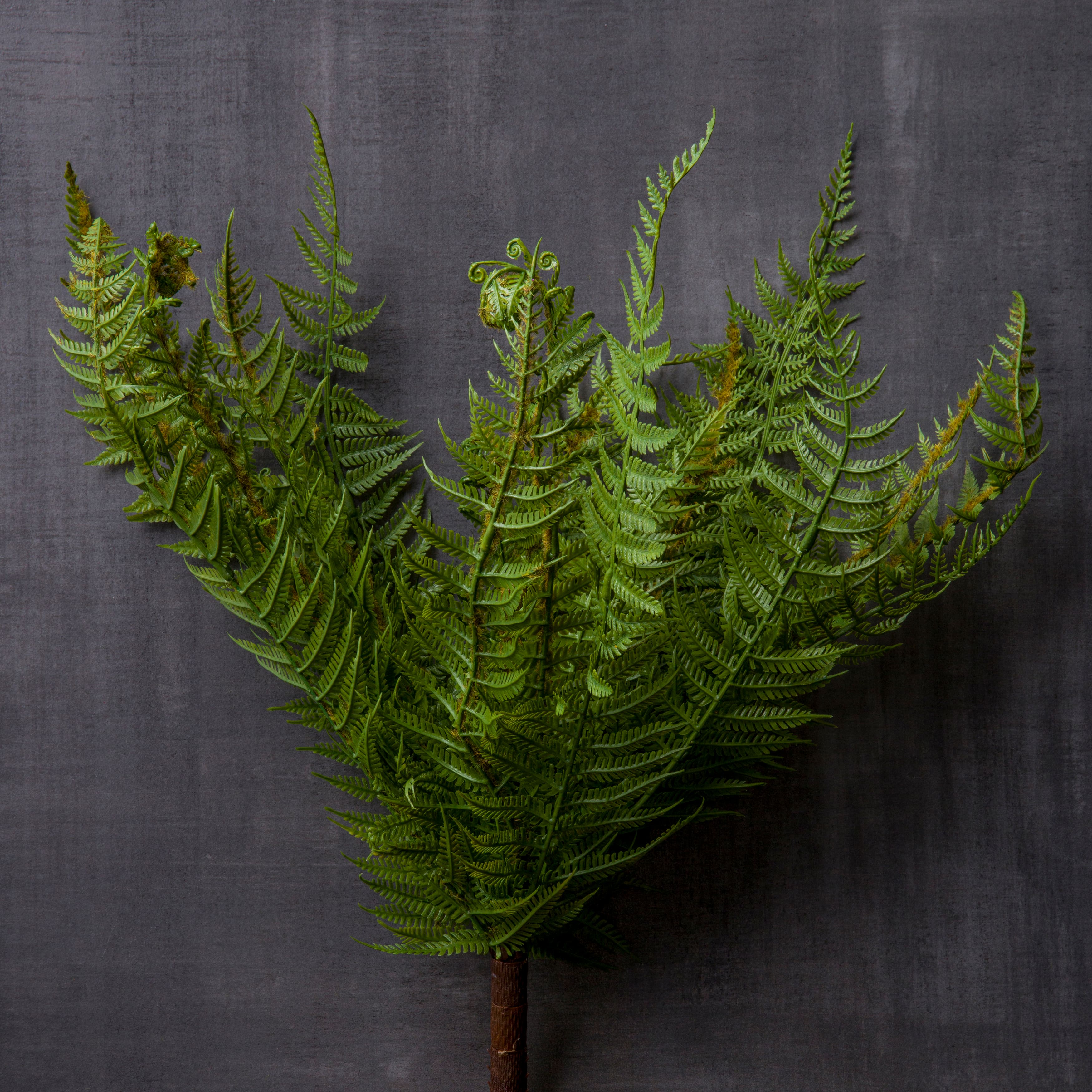 Boston Fern Bush by Ashland®