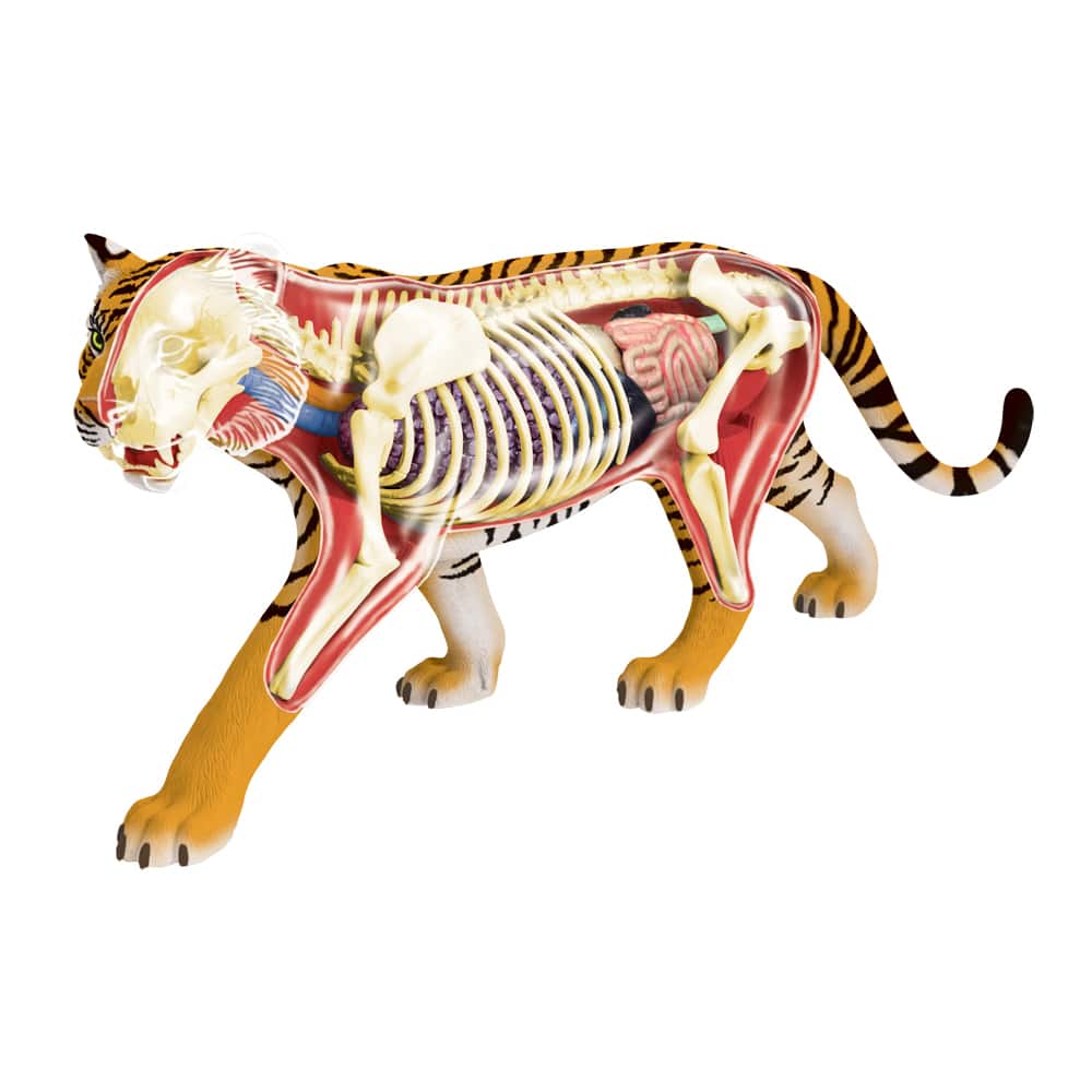 schouder Generator Kudde 4D Vision™ Tiger Anatomy Model | Michaels