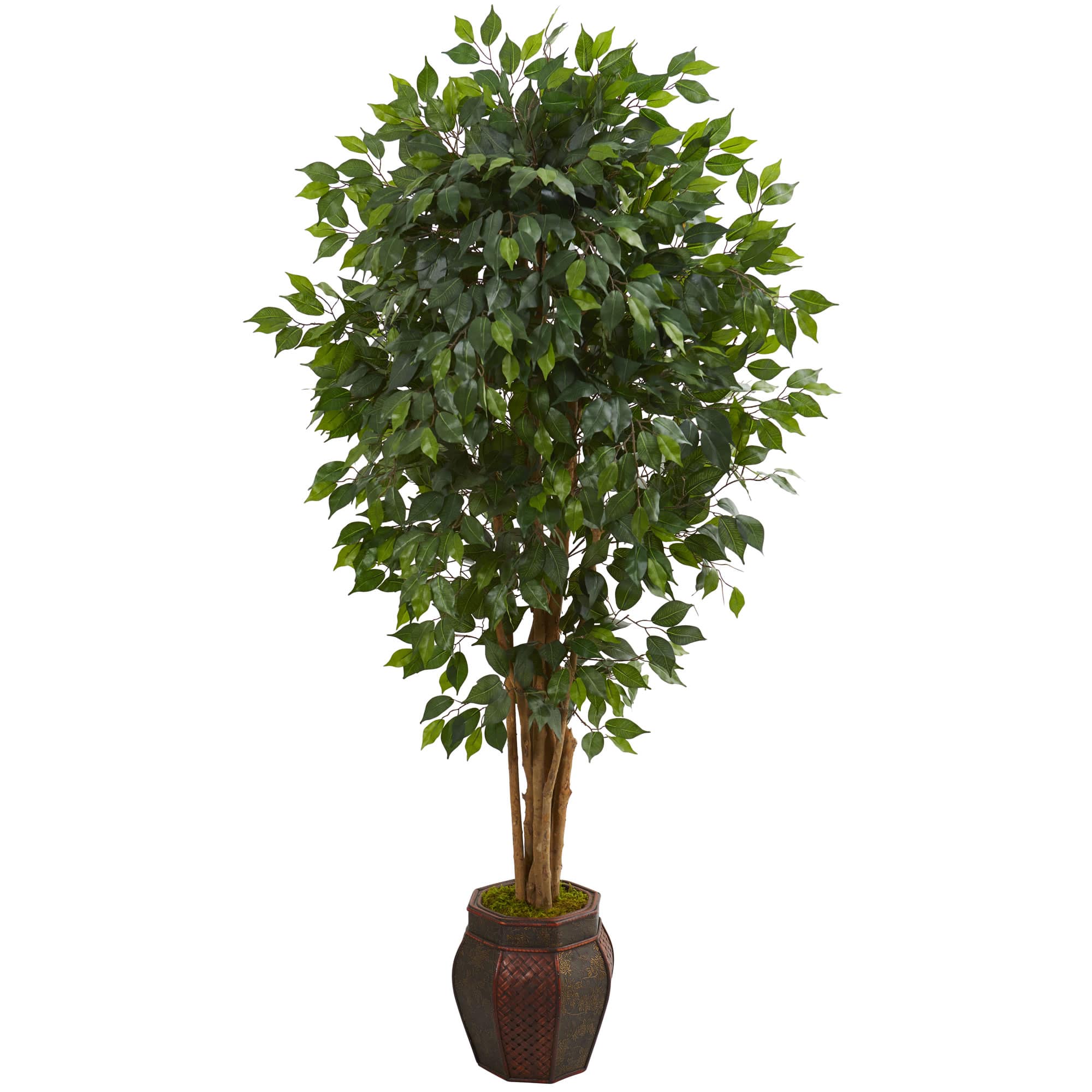 6ft. Ficus Tree with Decorative Planter