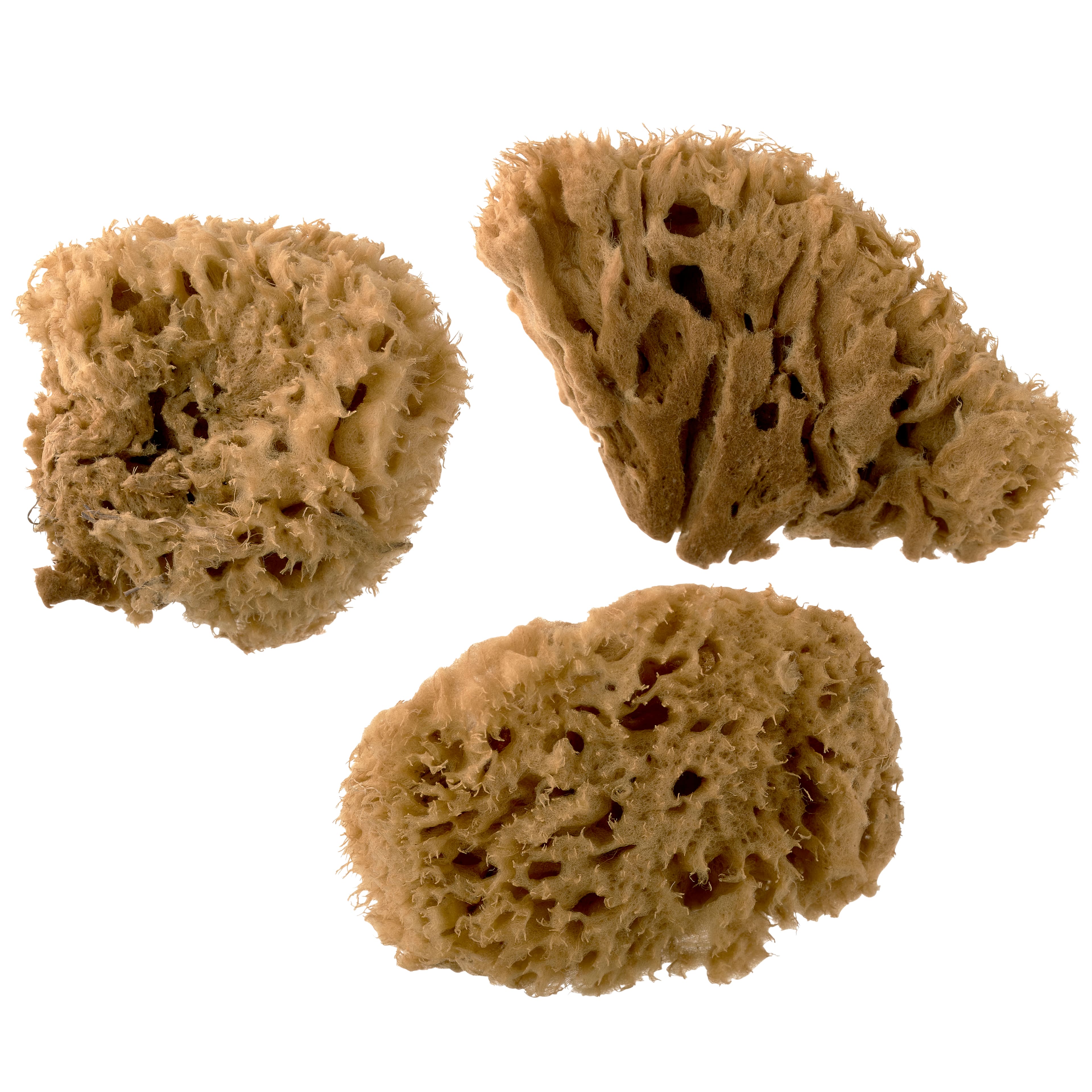 12 Packs: 3 ct. (36 total) Royal Natural Sea Wool Sponge Set