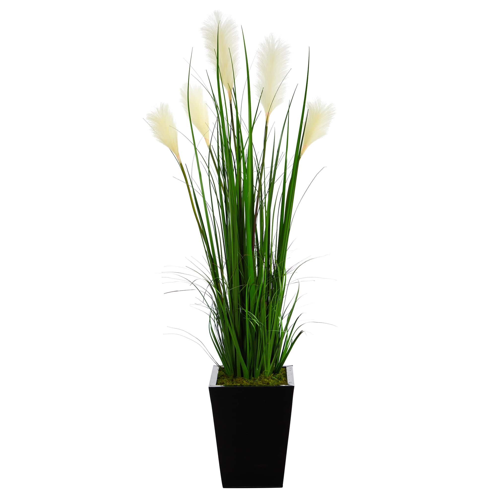 4.5ft. Wheat Plume Grass Plant in Black Metal Planter