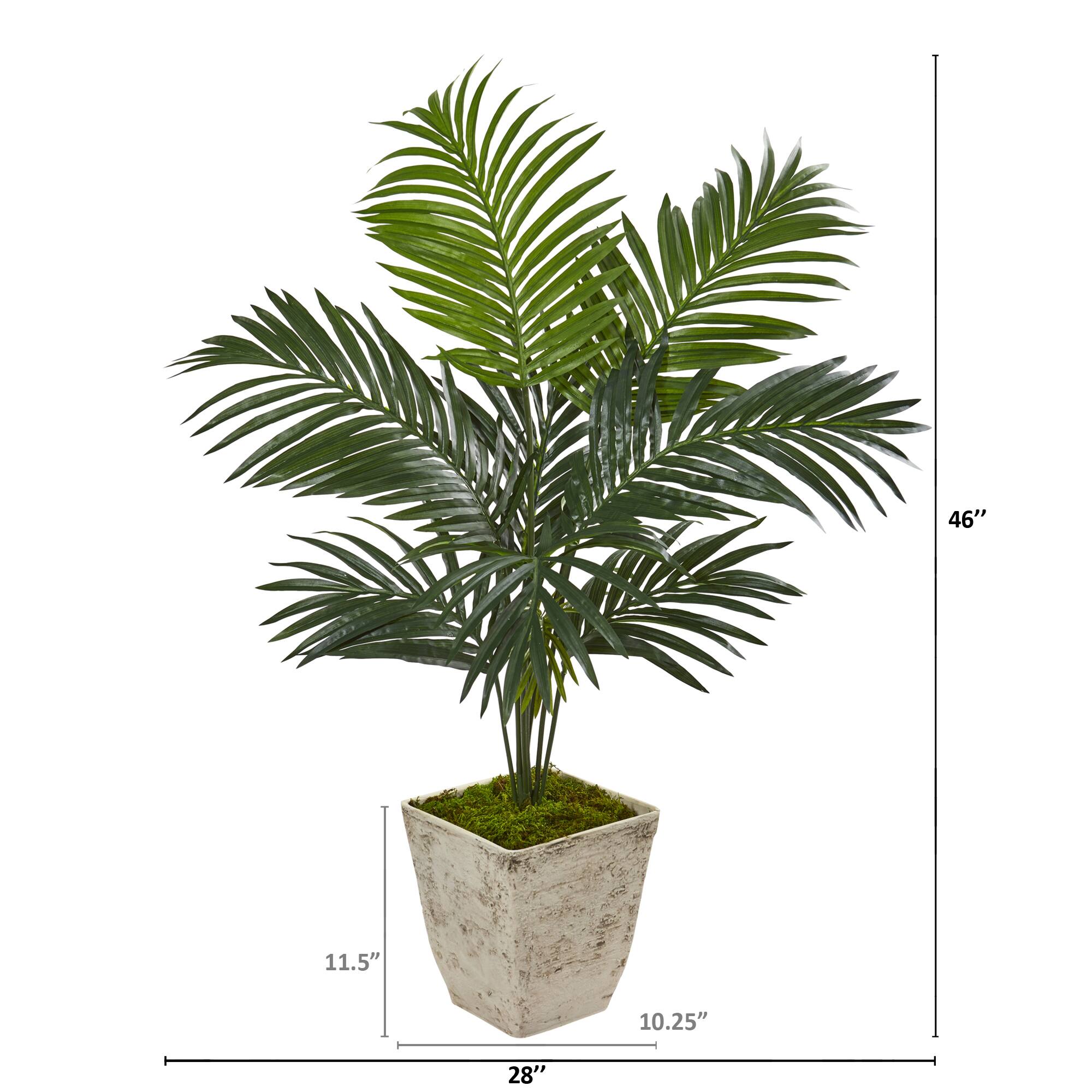 4ft. Kentia Palm Tree in Country White Planter